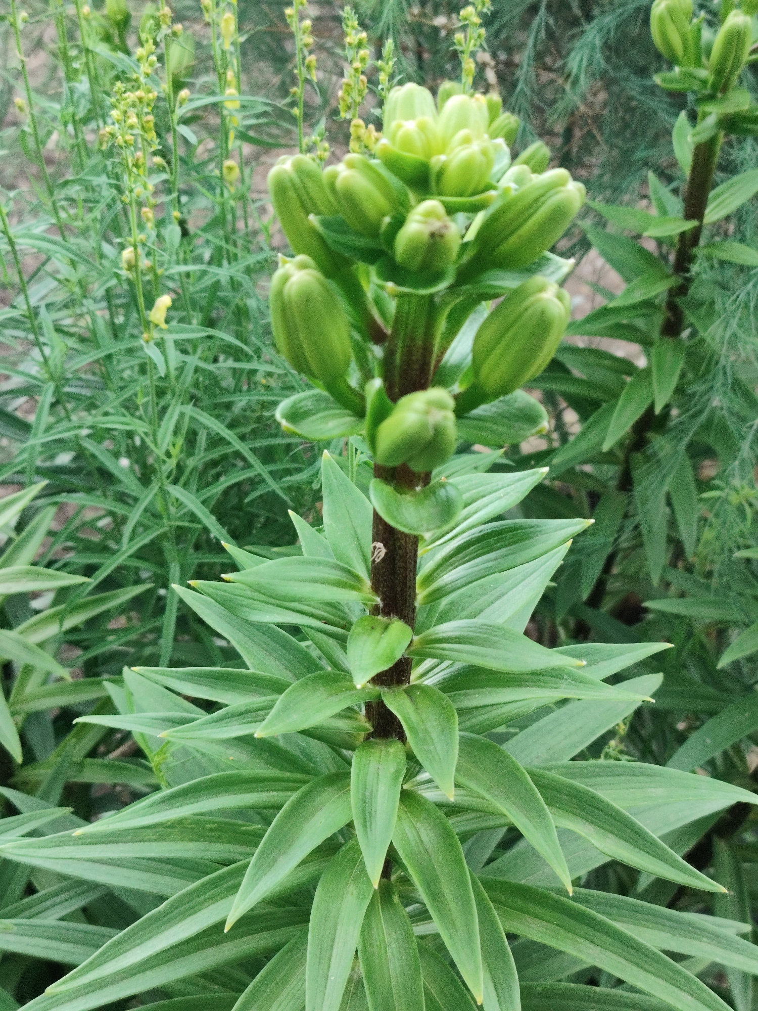 The image shows a close-up of a plant with multiple green buds and pointed green leaves. The plant has a thick, dark stem. In the background, there are other green plants, some with small yellow flowers. The environment appears to be outdoors, possibly a garden or natural setting. The location is identified as Askiz, Russia.