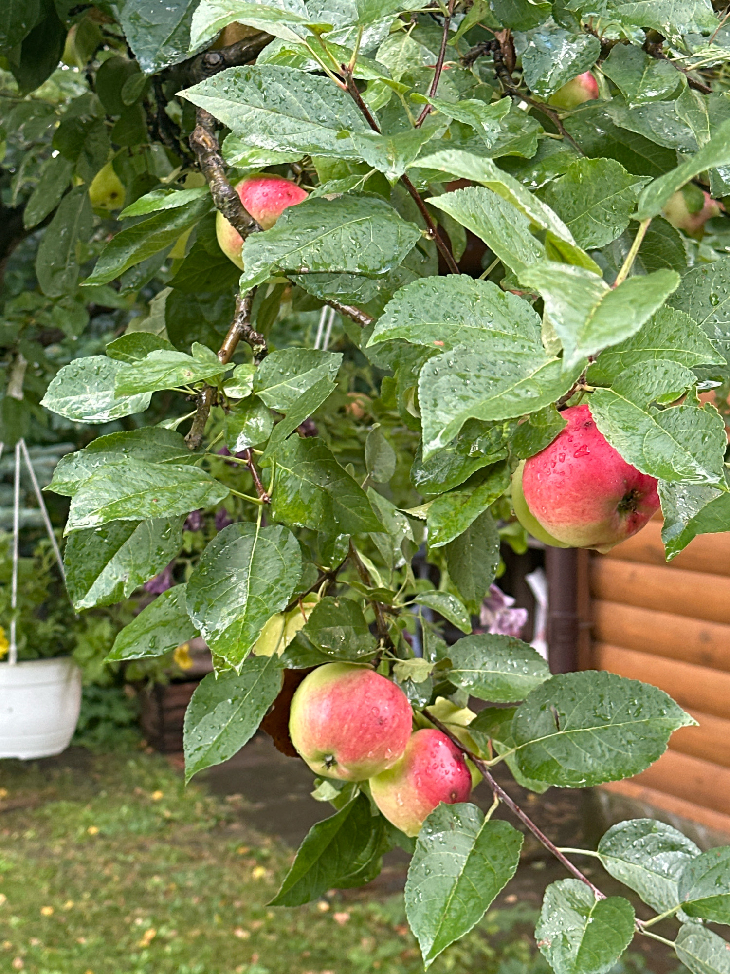In a close-up shot of an apple tree branch, several ripe apples hang among wet green leaves, glistening with raindrops. The apples are round, with patches of red and green coloring. Some leaves are partially obscuring the fruit. In the background, out of focus, a wooden building with horizontal planks is visible. To the left, a white planter pot and green foliage can be seen, suggesting an outdoor setting in a garden. The ground appears to be a lawn with scattered yellow leaves. The scene is indicative of an orchard or garden in the Калодзішчанскі сельскі Савет, Belarus, during or after rainfall. There are no people or animals visible in the image.