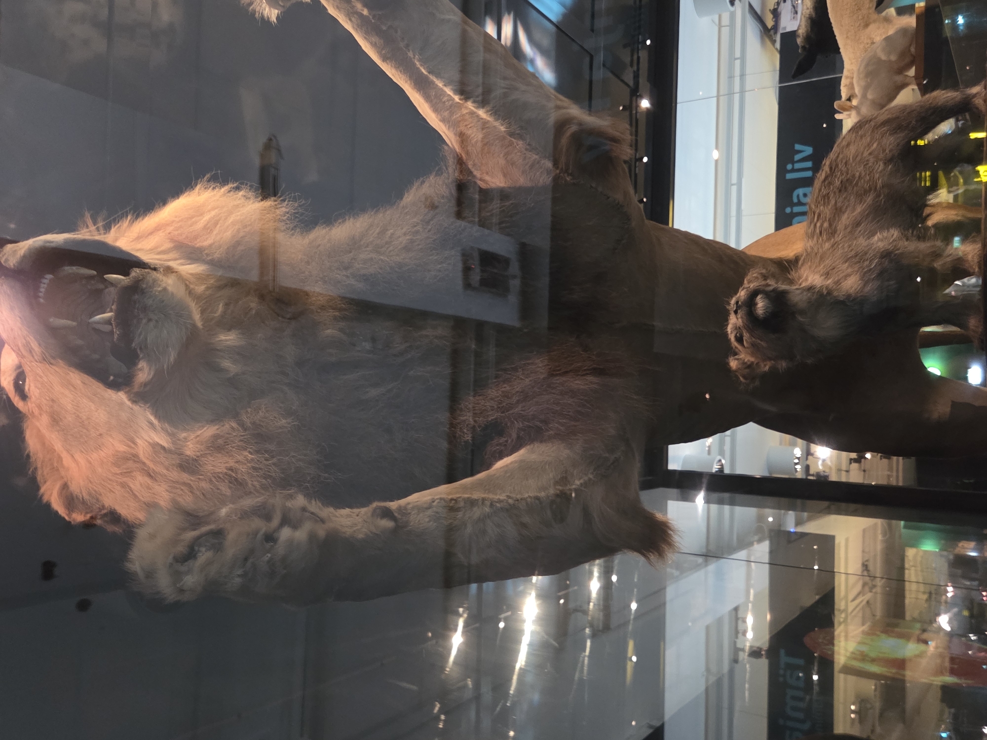 The image displays a taxidermied lion with its mouth open, appearing to roar, positioned above a taxidermied dog. The lion's mane is prominent, and its fangs are visible. The dog has shaggy fur and is looking upwards. Behind the animals, a glass enclosure is visible, reflecting lights and the interior of what appears to be a museum or exhibition space. In the background, signage is partially visible, with one sign containing the text "nia liv". The overall impression is of a diorama within a public institution. Given the visible signage, the location is likely a museum in Malmö, Sweden.
