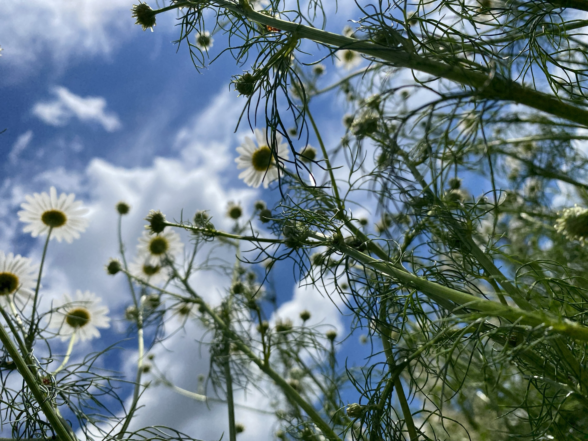 This media file is a photograph of a field of white daisies against a bright blue sky with scattered white clouds. The camera angle is looking up through the daisy stems and foliage, giving a sense of looking up from the ground. Several daisies are visible in various stages of bloom, with their characteristic white petals and yellow centers. The foliage is green and feathery, suggesting a natural outdoor setting.
The time of day appears to be daytime, likely a sunny afternoon, given the bright illumination and blue sky. The weather seems to be pleasant and clear. The location is implied to be outdoors, in a field or garden where daisies grow. There are no people or specific objects, other than the flowers and foliage, visible in the frame. The overall impression is one of natural beauty and a tranquil, summery scene. There is no visible text in the image.