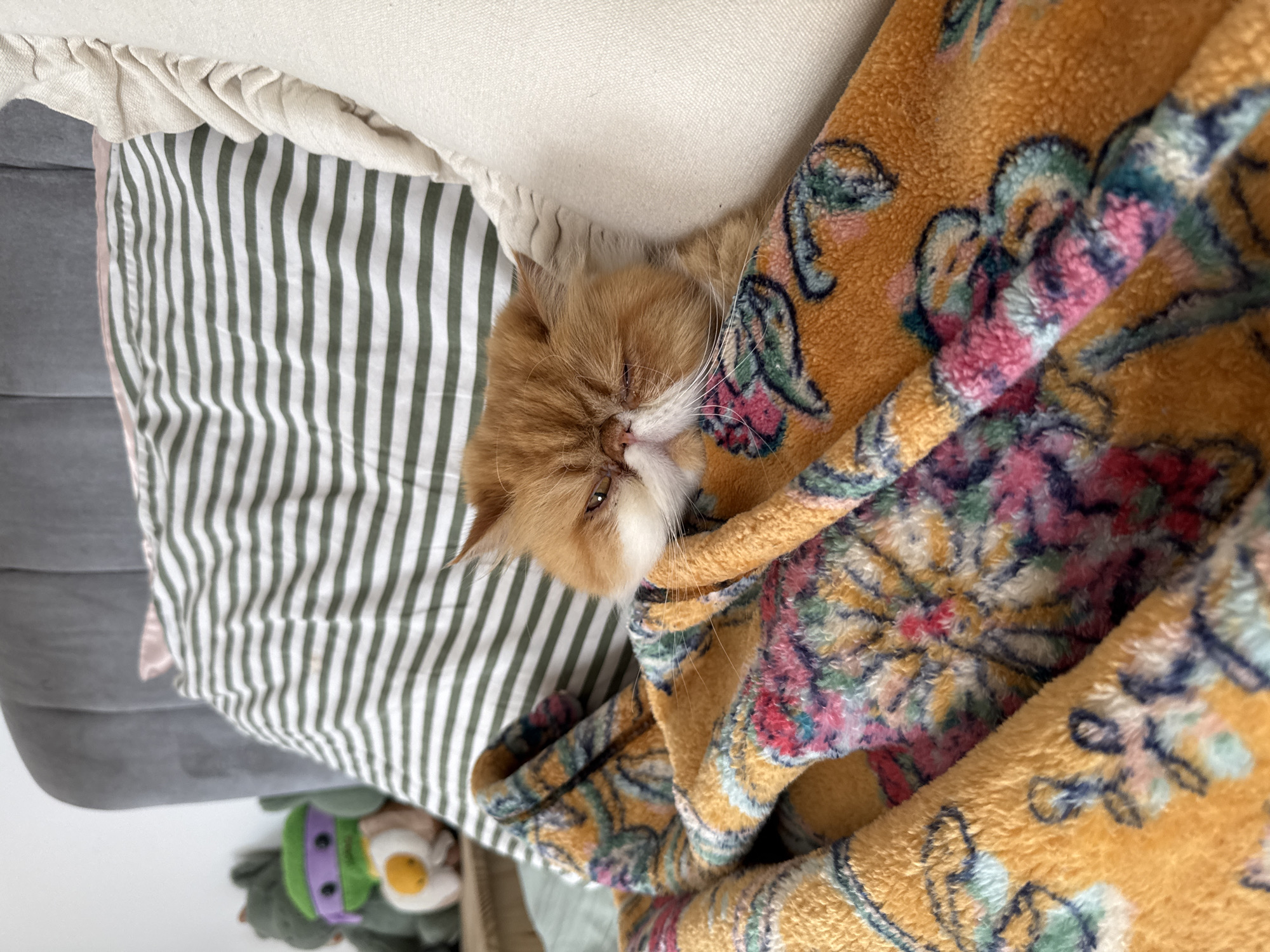 A medium shot of an orange Persian cat lying on a bed. The bed is covered with a green and white striped blanket, a white pillow and a yellow floral blanket. The cat is partially covered with the yellow blanket. A plush toy rests on the bed next to the green and white blanket.