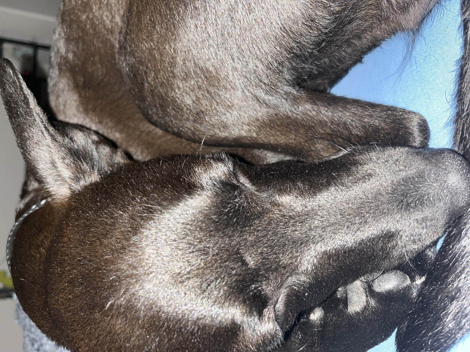 The image features a close-up of two dogs resting or sleeping. One dog appears to be a light brown or tan color, while the other is black or dark brown. Their bodies are intertwined, with the black dog's head resting on or near the tan dog's back or side. The black dog has one ear visible and a collar with what appears to be a silver or light-colored tag. The dogs are lying on a blue surface, which could be a blanket or pillow. There is no information to suggest that the photo was taken in Zvezdara Urban Municipality, Serbia.