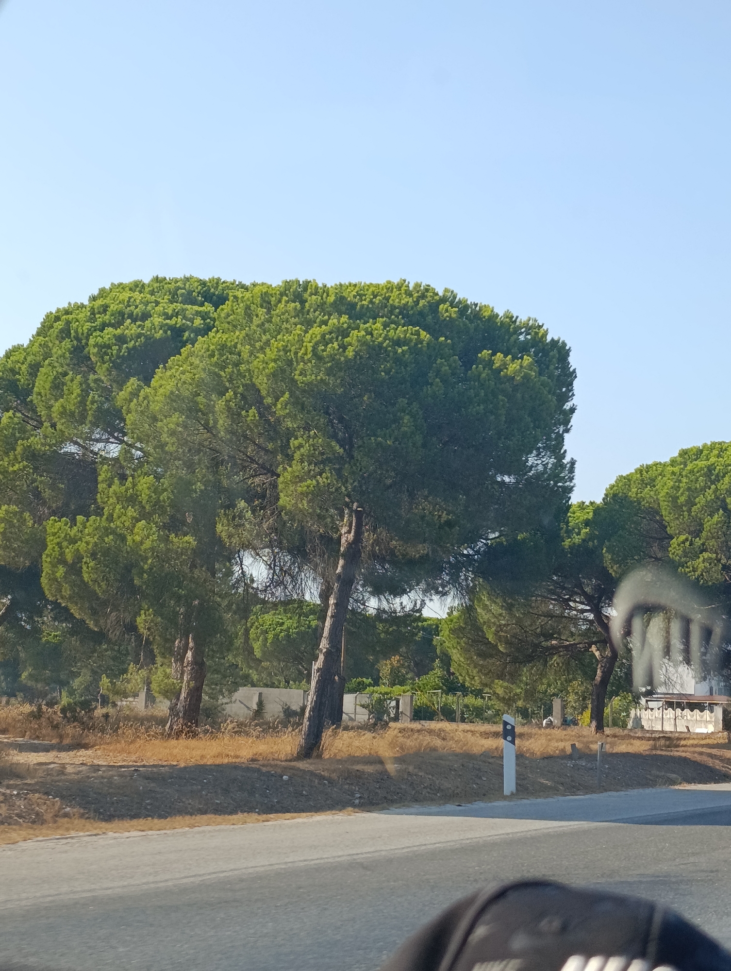 The image depicts a roadside scene in Alcácer do Sal, Portugal, under a clear blue sky. A paved road occupies the foreground, with a dry, grassy embankment bordering it. Several large pine trees with dense green foliage dominate the midground, their branches reaching outwards. In the background, a low, light-colored building with a dark roof is visible, partially obscured by trees and fencing. A white pole with black markings stands near the road. The overall impression is one of a rural or semi-rural setting on a sunny day.