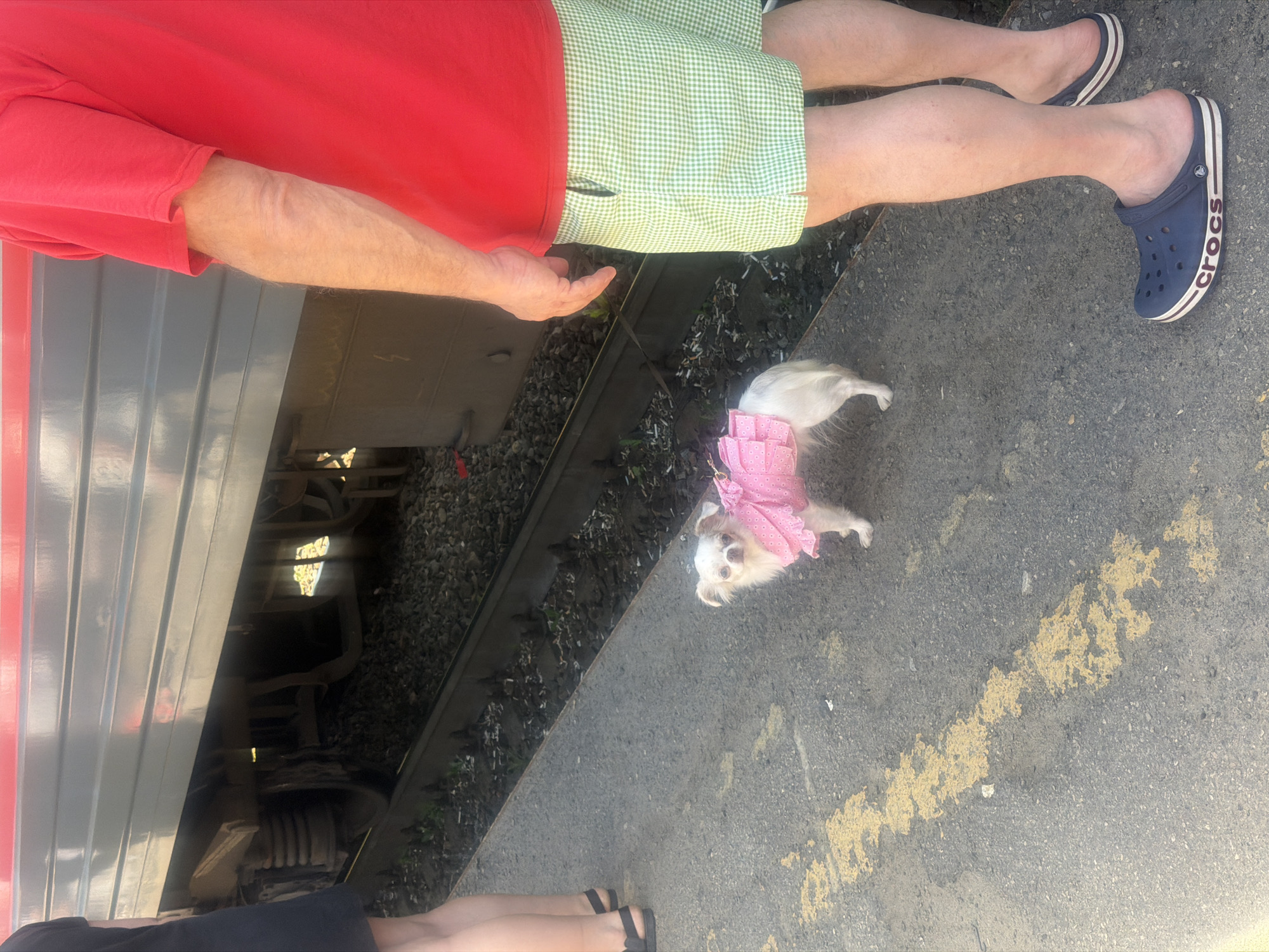 A small, white dog wearing a pink frilly dress stands on a concrete platform next to train tracks in Kanash, Russia. The dog is facing the camera and appears to be on a leash. To the right of the dog, a person wearing a red t-shirt and green checkered shorts stands with their back to the camera, looking down at the dog. The person is wearing dark blue Crocs. In the background, a train car is visible, its metallic side reflecting the sunlight. The platform has yellow markings painted on it. Another person, partially visible on the left side of the frame, is wearing a black dress and sandals. The environment appears to be a train station platform on a sunny day.