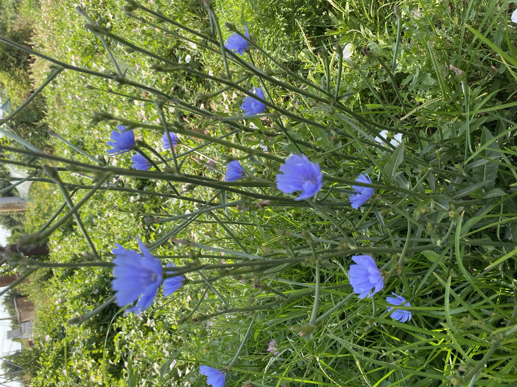 A close-up, vertical, eye-level shot shows a cluster of blue chicory flowers and their tall, green stalks against a backdrop of lush green foliage and a blurred background suggesting a rural or park setting in Ventsy, Russia. The flowers, with their delicate, ray-like petals, are the primary focus, some in sharp detail and others slightly blurred due to the shallow depth of field. The surrounding vegetation is dense, with various shades of green grass and leaves, some smaller white flowers are also visible. The lighting suggests a bright, sunny day, casting subtle shadows and highlighting the vibrant colors of the flowers and plants. No people or animals are visible in the frame. The overall impression is one of natural, untamed growth.