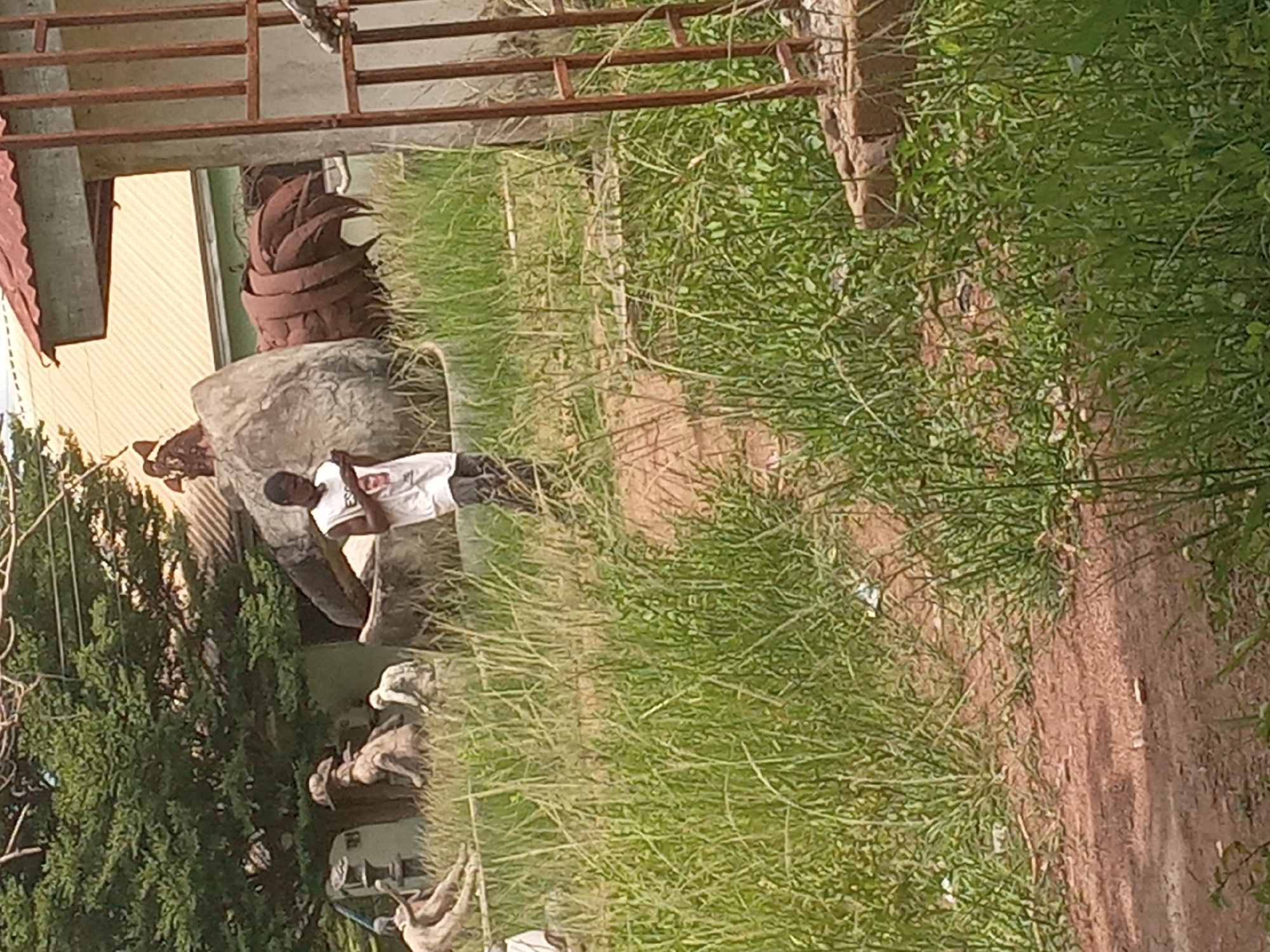 The image depicts a residential area in Achara Ndiagu Omegio, Nigeria. A young man stands next to a large turtle sculpture. The sculpture has a smooth stone body and a segmented metal shell. The ground is covered in tall grass, with a dirt path visible on the right. Trees and a building are also visible in the background.