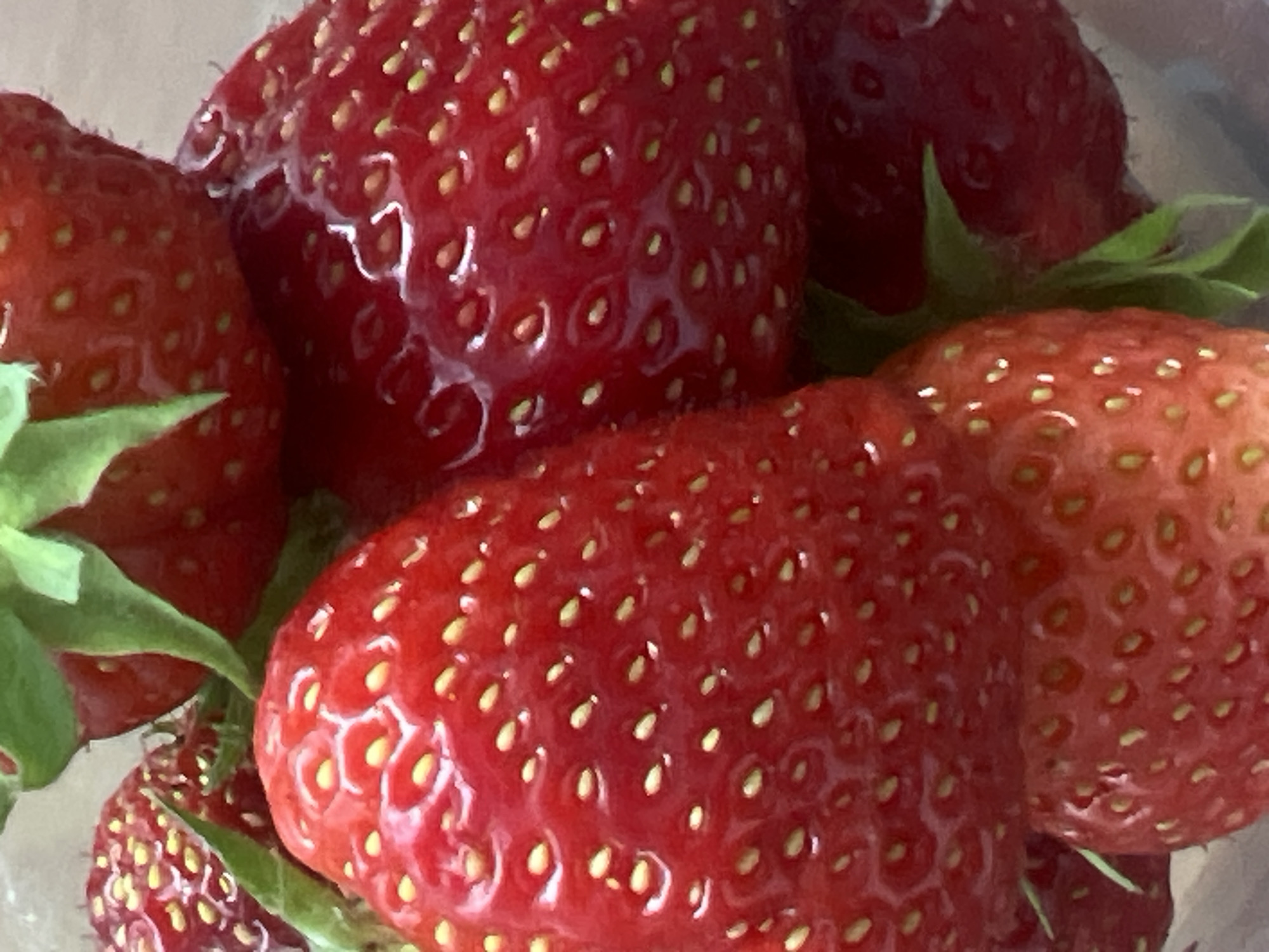 This media file is a close-up, eye-level shot of several ripe strawberries. The strawberries are bright red and have numerous small, yellow seeds embedded in their surface. Some of the strawberries appear to have a glossy sheen, suggesting they are fresh or have been washed. Green leaves are visible, attached to some of the strawberries, indicating they are still on the stem or have recently been detached. The background is blurred and appears to be a light color, possibly a bowl or a countertop. The lighting suggests it might be daytime, but there are no specific cues for time of day or weather. There is no visible text in the image. The focus is entirely on the texture and vibrant color of the fruit, highlighting the detail of the seeds and the slight imperfections on the strawberry skins.