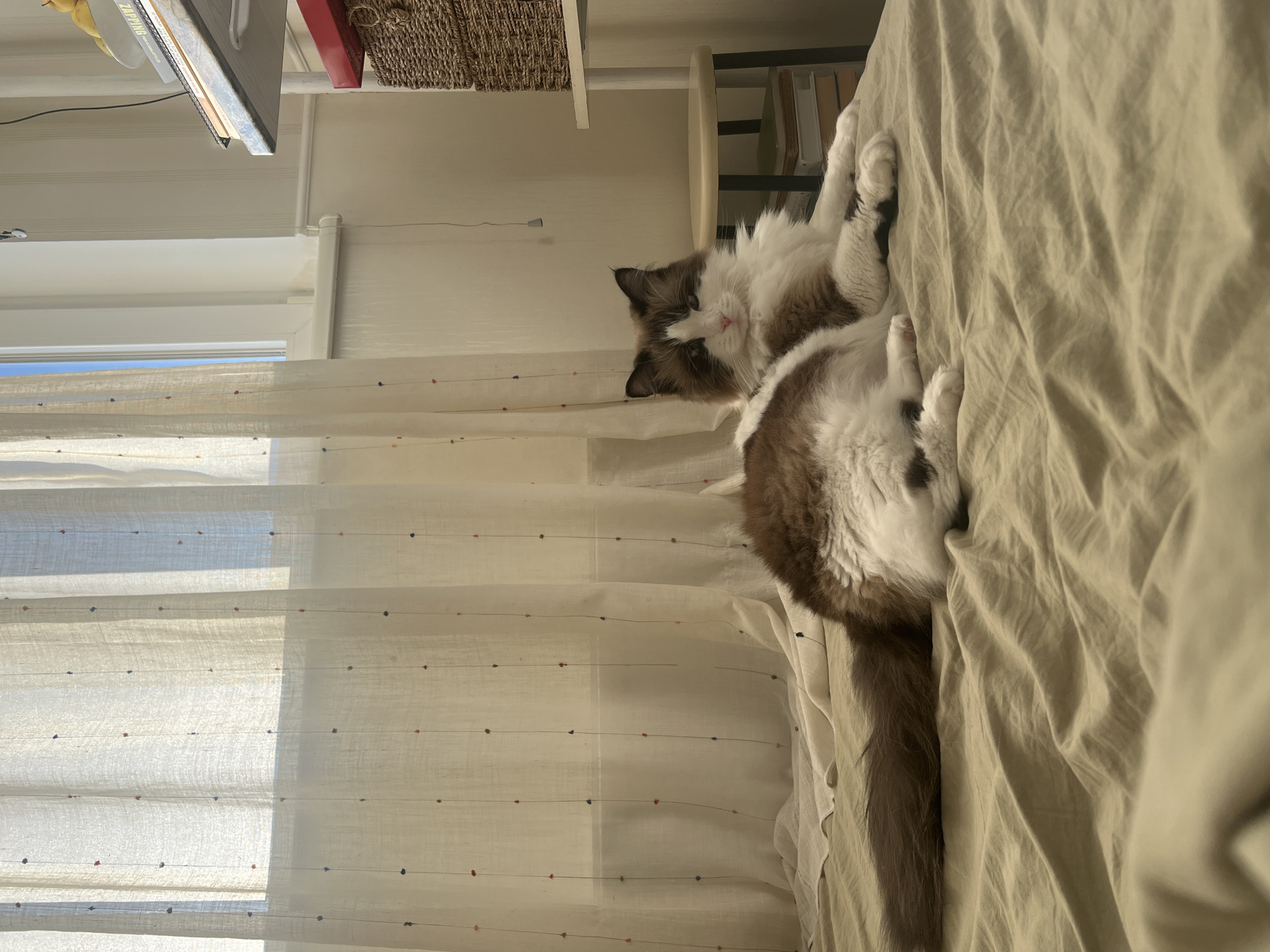 A medium shot captures a Ragdoll cat with brown and white fur lying on a rumpled beige bed. The cat is positioned towards the right side of the frame, facing forward with its paws extended. Behind the cat, sheer white curtains with vertical strings adorned with small colorful dots hang over a window. To the right of the cat, a multi-tiered shelf unit is visible, with books and a woven basket on its shelves. The overall environment suggests an indoor domestic setting, likely a bedroom, within a residential dwelling in Chișinău, Moldova.