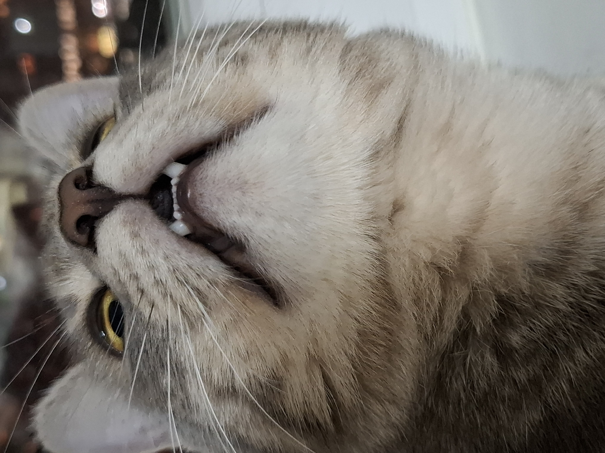 A close-up, low-angle photograph captures the head of a domestic cat in Novi Sad, Serbia, looking directly upwards. The cat exhibits a gray and beige tabby coat pattern, with lighter fur on its chin and chest. Its mouth is open, revealing small white incisors and prominent, sharp upper canine teeth against pink gums. Yellowish-gold irises are visible as the cat's eyes are directed towards an unseen point above. Multiple long, white whiskers extend from its muzzle. The nose is dark and appears moist. The background is heavily out-of-focus, showing blurred circular light sources, indicative of an indoor setting with artificial illumination.