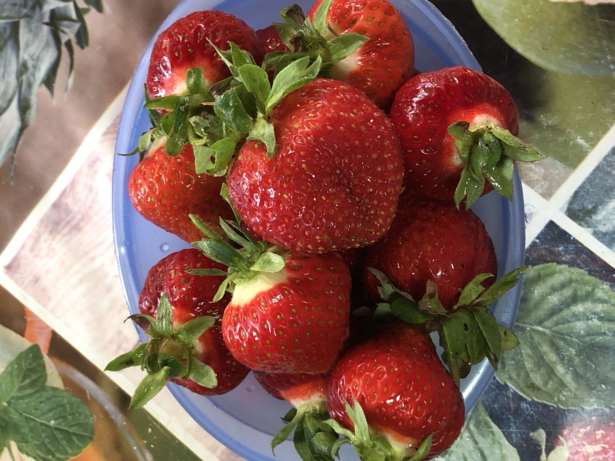 A bowl of ripe strawberries is pictured from a top-down perspective. The strawberries are a vibrant red and are nestled in a light blue bowl. Green stems and leaves are visible, adding a fresh contrast to the red fruit. The strawberries appear plump and juicy, with visible seeds on their surface. The bowl itself is slightly translucent, and its rim is visible. The strawberries are densely packed, with some overlapping each other. The background is a patterned surface, with what appears to be large green leaves and perhaps floral elements, rendered in muted colors, suggesting a table or countertop setting. There is no indication of people or a specific time of day or weather. The scene is simple and focuses on the fresh produce. There is no visible text in the image. The location context is Zhukovo, Russia.
