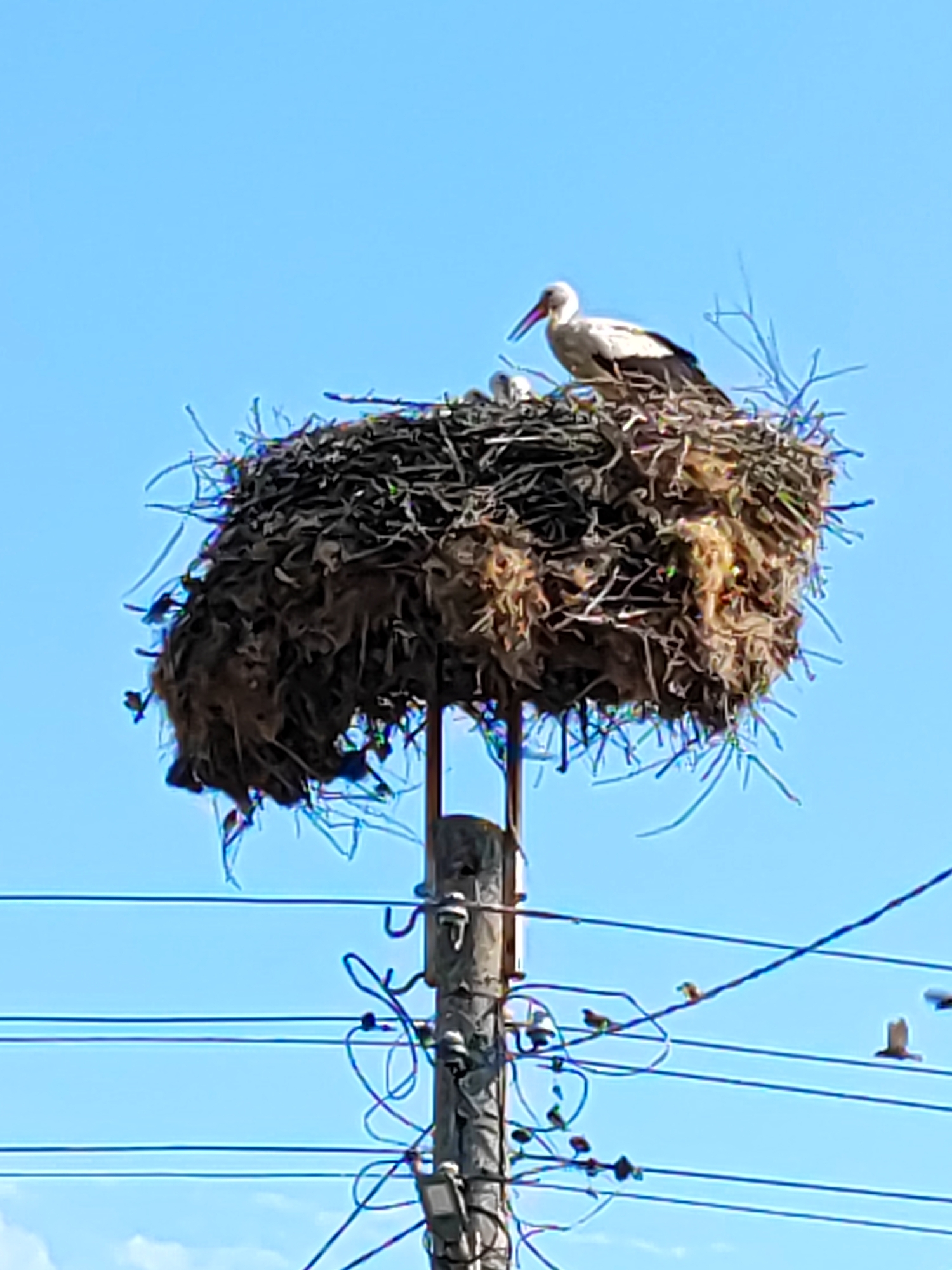 A white stork, identified by its white plumage, black primary feathers, and reddish-orange beak, is centrally positioned within a large, sprawling nest constructed from dark branches, twigs, and fibrous organic material. The nest is situated atop a utility pole, which appears to be concrete or heavily weathered wood, in Kadievo, Bulgaria. Two smaller, light-colored birds, likely stork chicks, are visible next to the adult stork within the nest. The pole is equipped with multiple insulators and supports several horizontal electrical or communication wires that traverse the lower half of the frame. Several small, dark-feathered passerine birds are perched on these wires, with one bird in flight near the upper right wires and another perched on a lower wire to the far left. The background is a clear, unobstructed light blue sky.
