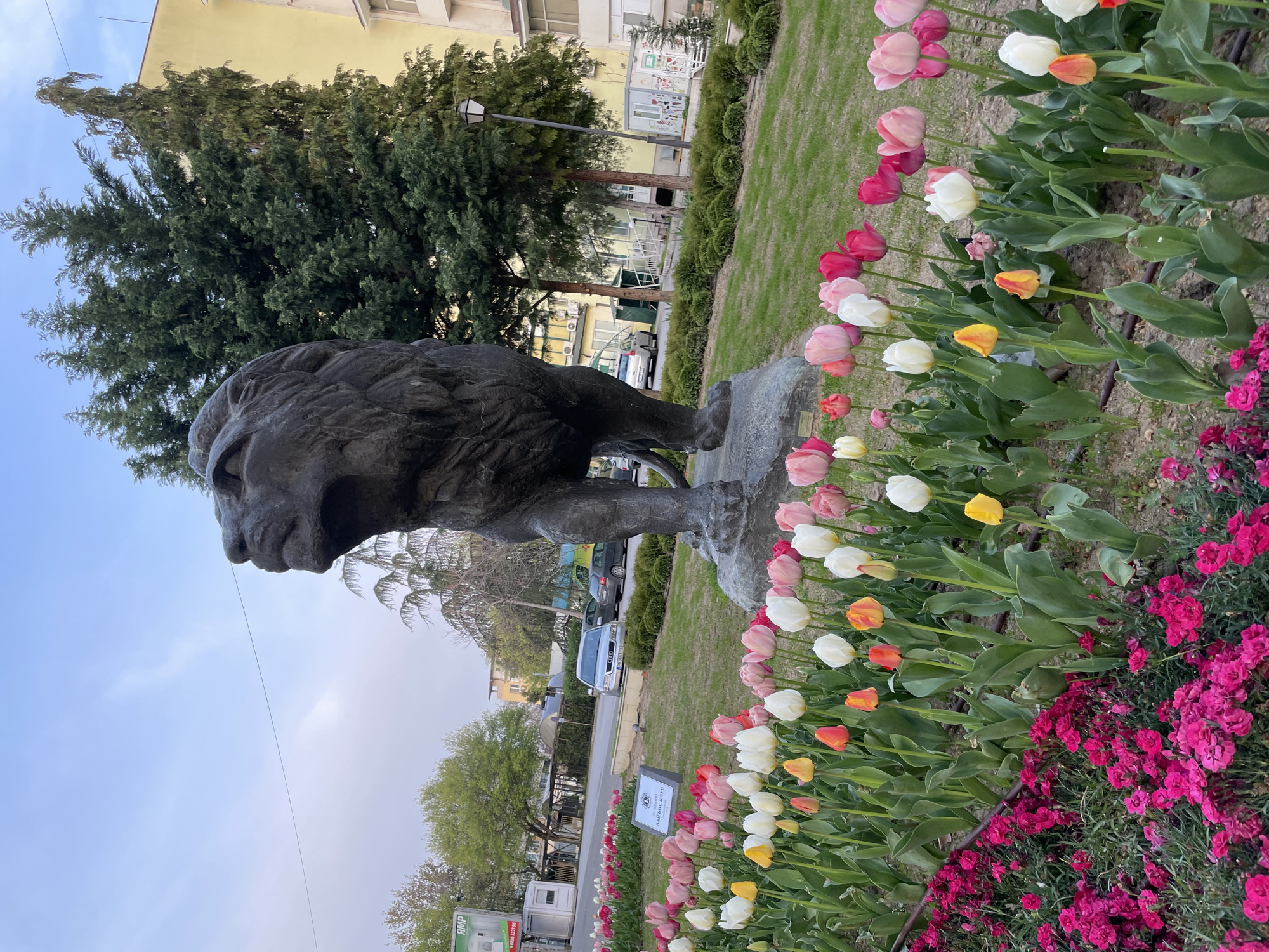 The image shows a bronze lion statue in Pazardzhik, Bulgaria. The statue is positioned on a stone base and surrounded by flowerbeds containing tulips in various colors (pink, white, yellow, orange, and red) and smaller pink flowers. In the background, there is a tree, a building, and a street with parked cars. The sky is light blue with a hint of cloud cover. The image is slightly rotated clockwise.