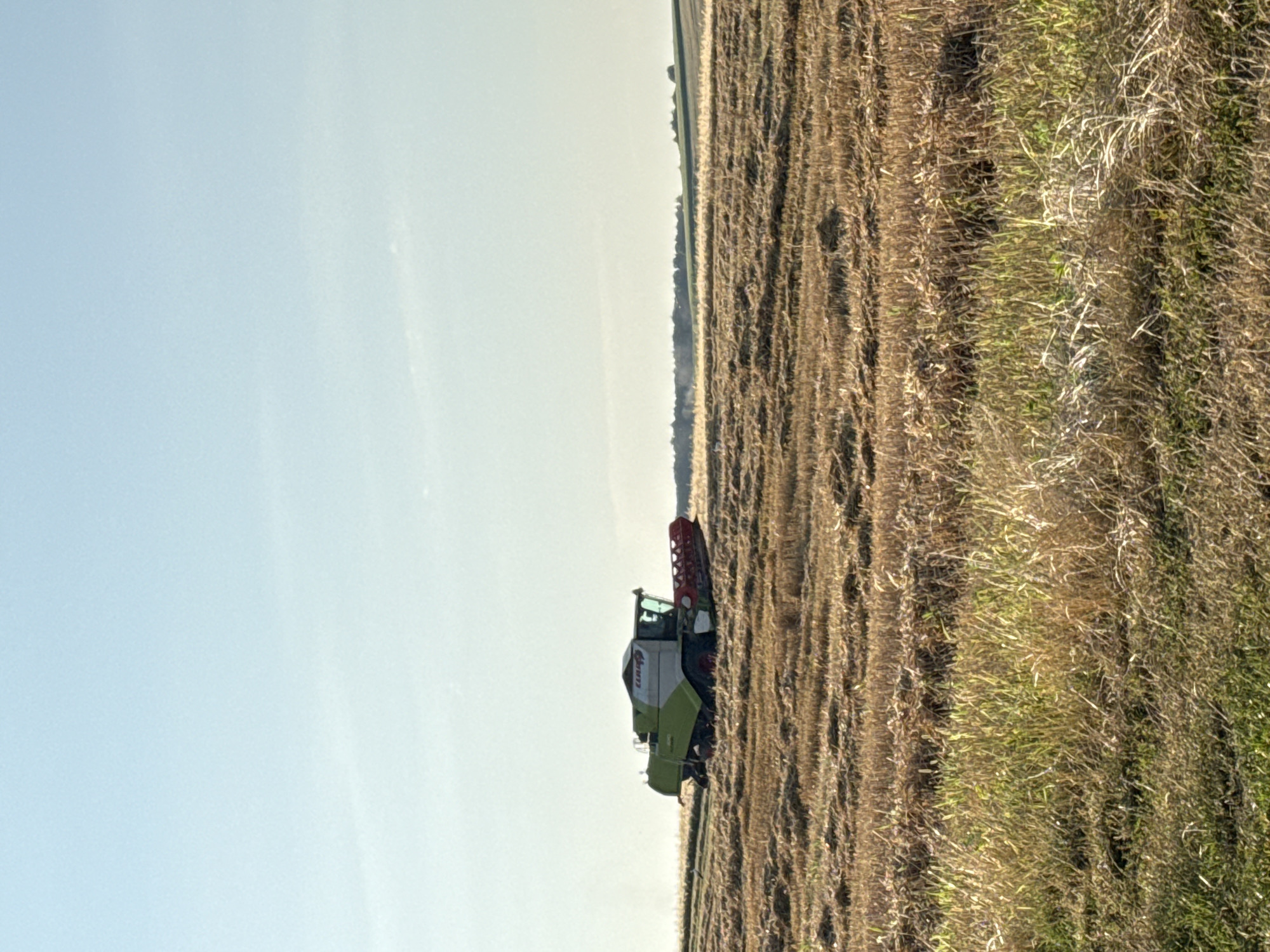 An outdoor vertical medium shot captures a combine harvester in a field under a clear, pale blue sky. The harvester, predominantly green with white and red accents, is positioned in the middle ground of the image, to the left of the frame. It is actively working in a field of harvested crops, with remnants of straw or stubble visible in neat rows. The foreground consists of a strip of greener grass. In the distance, a line of trees forms the horizon, with rolling hills faintly visible beyond. The overall scene suggests agricultural activity in a rural setting.