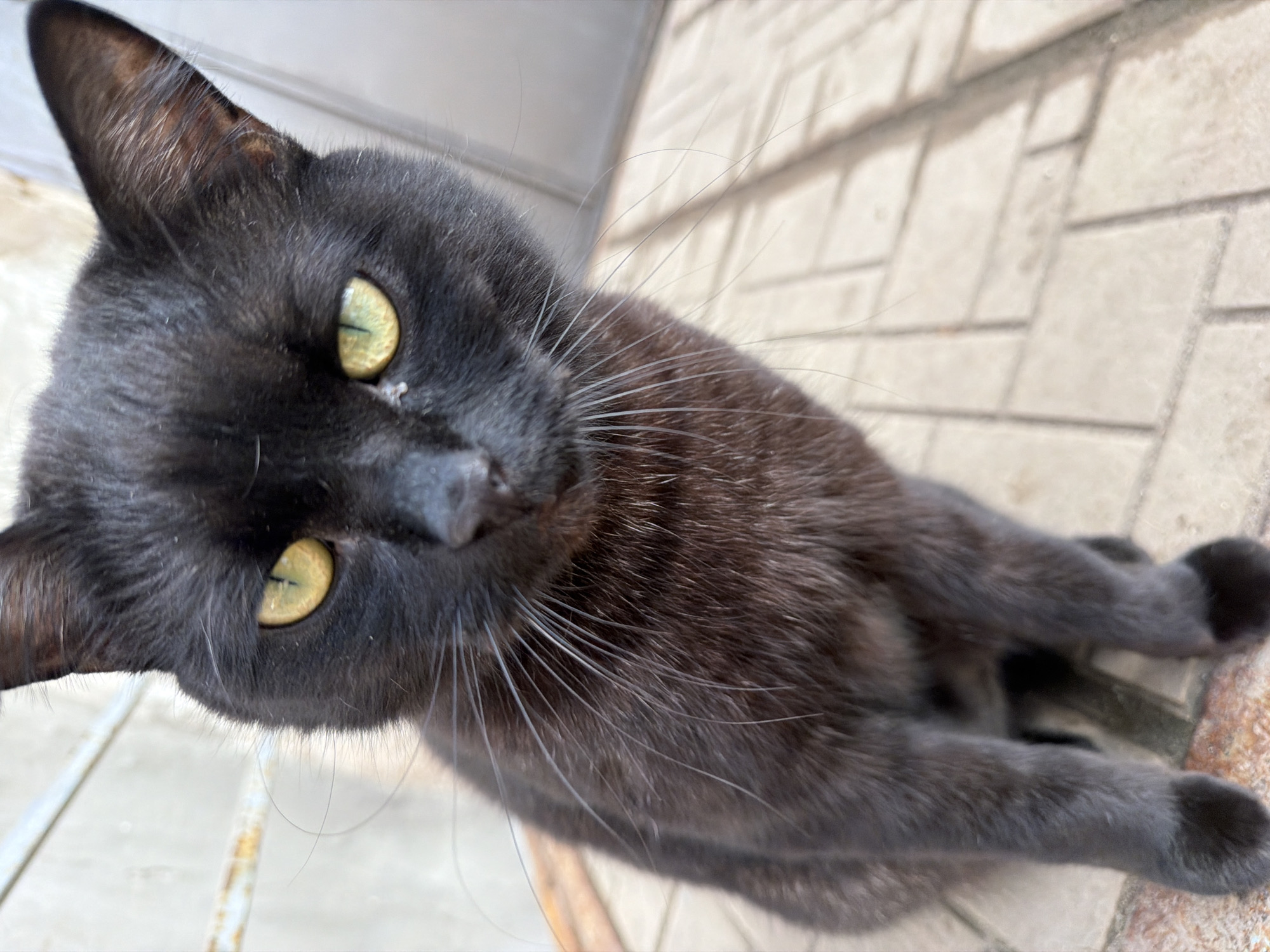 A black cat with yellow eyes is positioned at an unusual angle, looking up at the viewer. The cat's fur appears to be a mix of black and gray tones. The background is a brick-paved surface. The location is unknown and cannot be determined from this image.