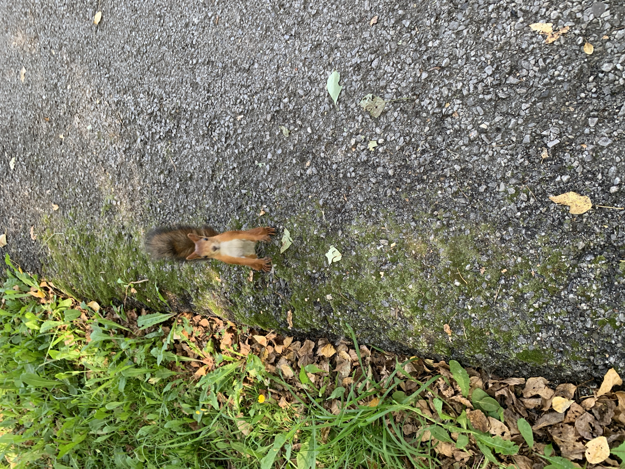 A squirrel stands on a gravel path next to a patch of green grass and fallen leaves. The squirrel is facing the camera, with its front paws on the ground. Its fur is reddish-brown, and it has a bushy tail. The path is made of small grey pebbles, and there are patches of moss growing on it. The grass is green and lush, and there are several brown leaves scattered around. The scene appears to be in a park or wooded area. The location is identified as Prokopyevsk, Russia.
