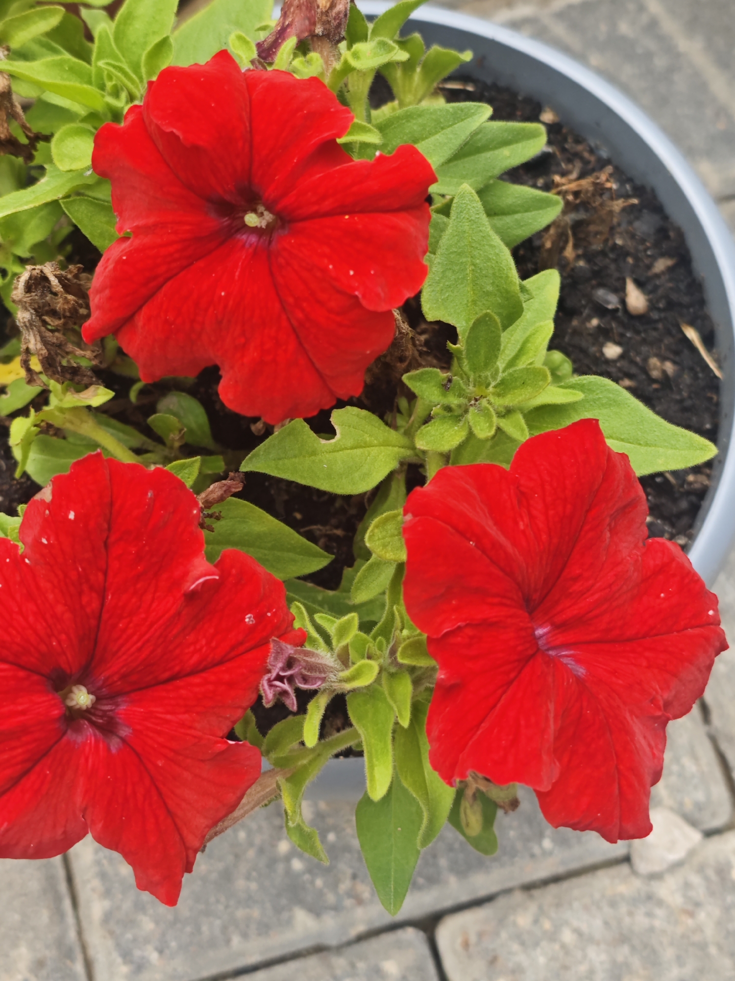 The image shows a close-up view of three vibrant red petunia flowers in a gray planter. The flowers are in bloom, with their petals unfurled. Lush green leaves surround the flowers, and the soil in the planter is visible. The planter is situated outdoors on a surface of gray paving stones. There are no people or animals present in the scene. The background shows more of the paving stones and the rim of the planter. The lighting suggests it is daytime, likely outdoors. The image does not provide any specific information or context that would allow for identification of its location within the city of Хлевино, Russia.