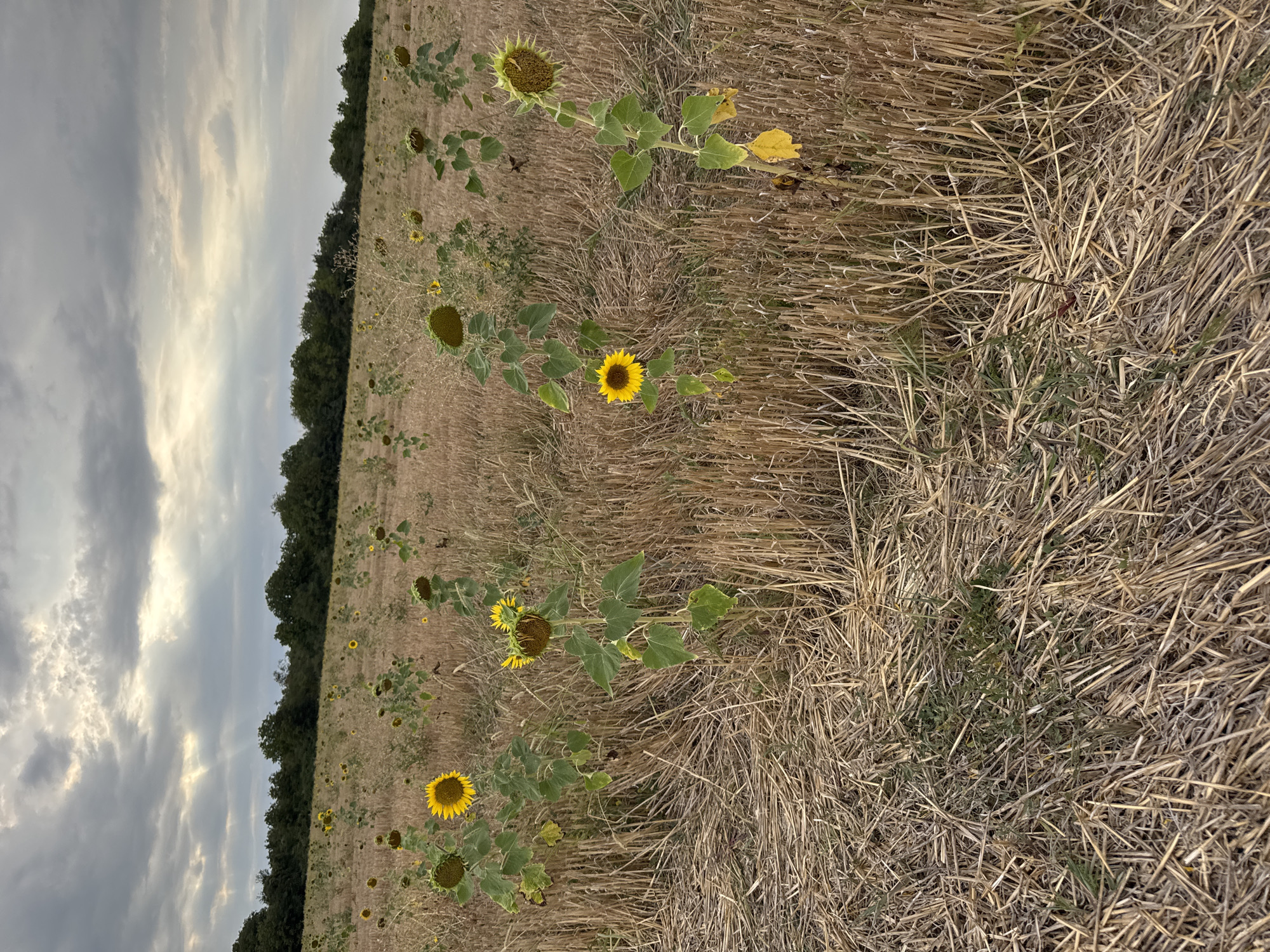 An outdoor, eye-level shot captures a field of sunflowers under a cloudy sky. The field appears to be harvested, with dried stalks of grain covering the ground. Several sunflowers, some with fully bloomed yellow petals and others with developing seed heads, are scattered throughout the field, with a few taller stalks bearing large, heavy heads. The foreground shows a dense layer of dried stalks. In the background, a line of trees forms a dark green border against the horizon. The sky is filled with dramatic, grey clouds, with patches of lighter sky and visible sunbeams breaking through in the upper left quadrant of the image. The location is stated to be in Lesicheri, Bulgaria.