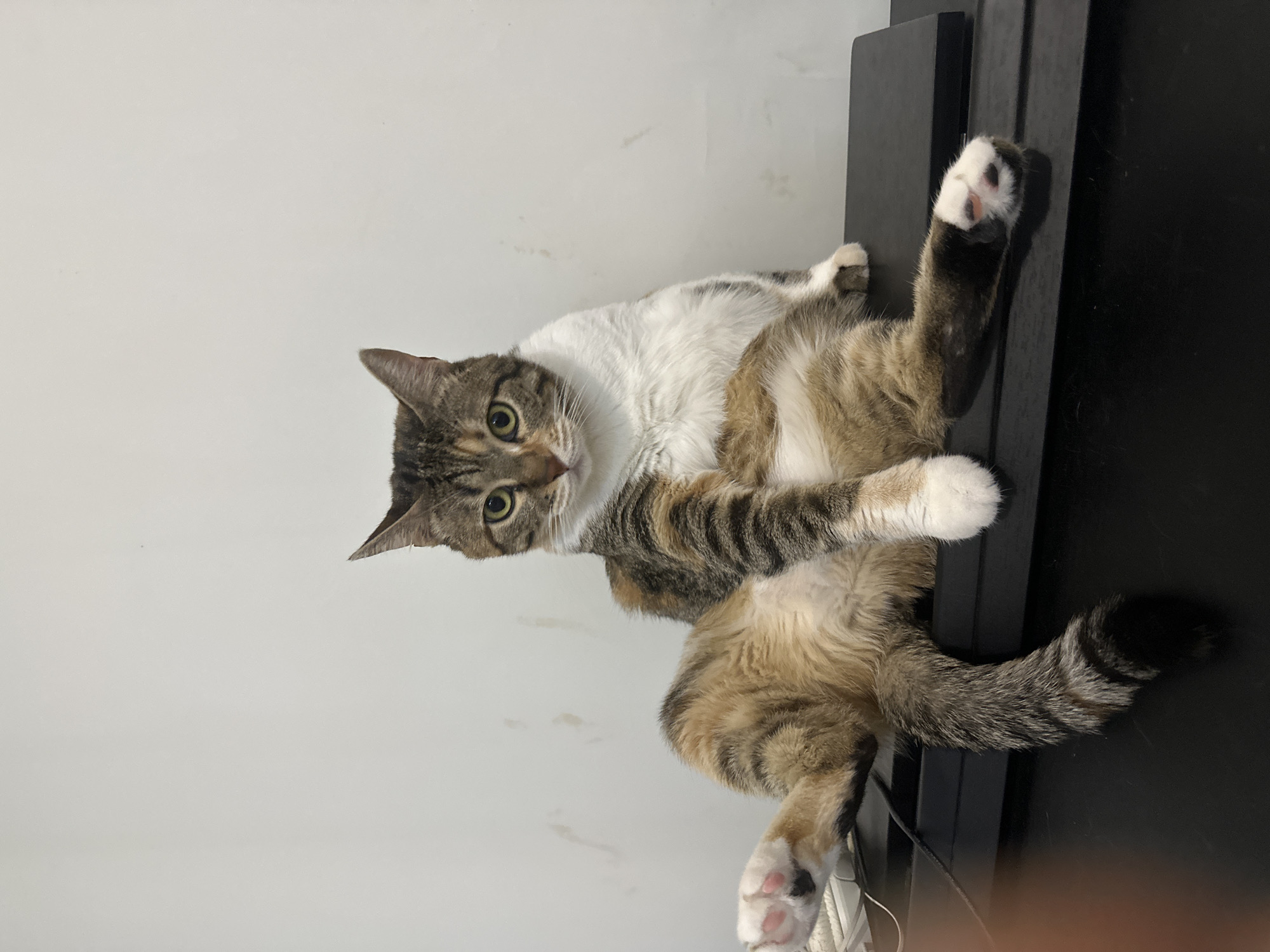 A calico cat with white chest fur and tabby markings sits on a black surface against a white wall. The cat is positioned with its legs splayed outwards, with one paw raised in the air and the other resting on the black surface. The cat's tail, which is striped with black and gray, hangs down the side of the surface. The scene appears to be indoors, possibly in a home or office setting. There are no other subjects or objects of note in the image. The image does not contain enough information to determine its location in Kyrenia, Northern Cyprus / Cyprus.