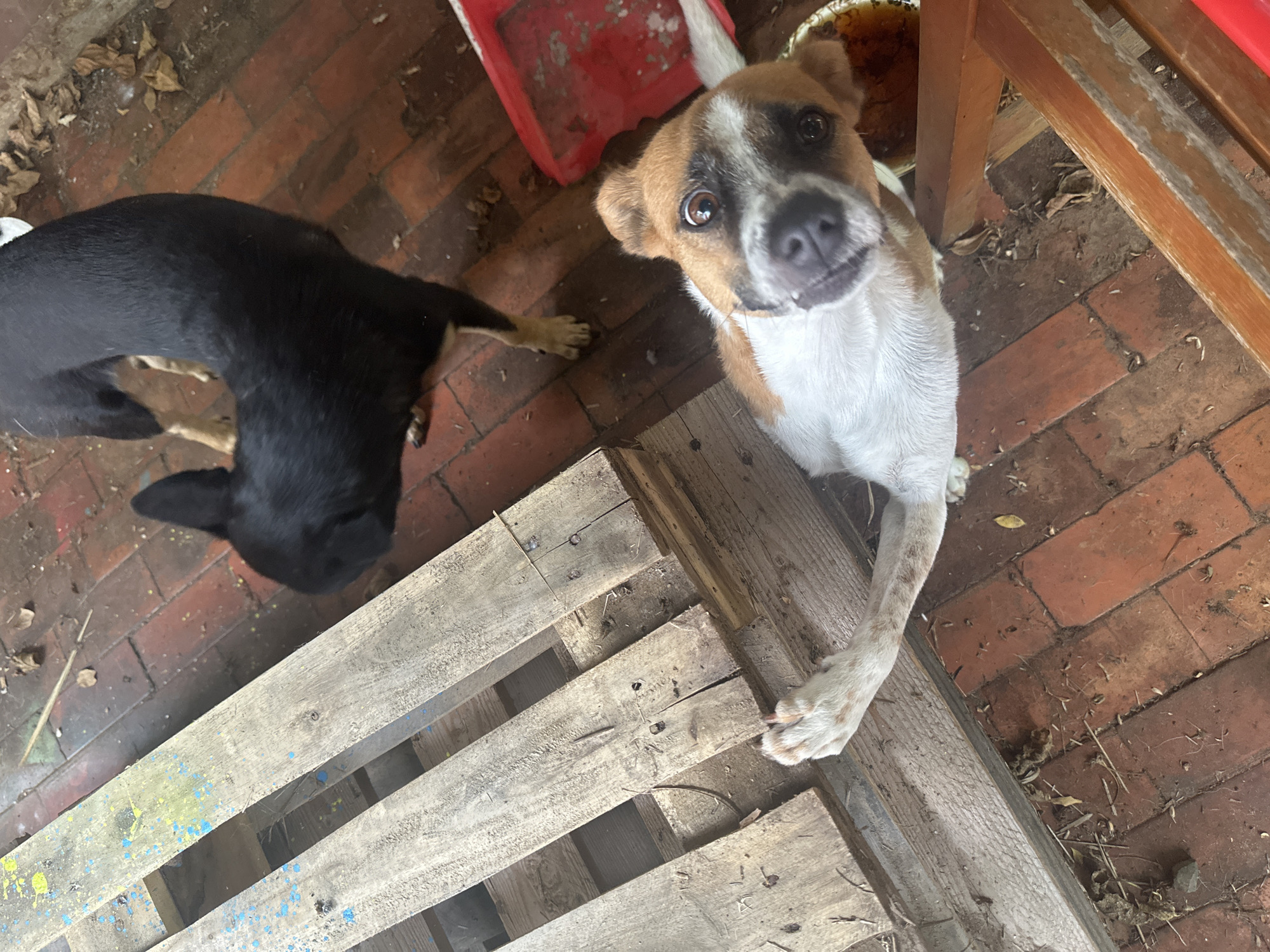 Two dogs are on a brick-paved surface. A brown and white dog with floppy ears stands, looking at the camera, with its front paws on a wooden pallet. To the left, a mostly black dog stands, facing away from the camera. A red plastic container is visible in the upper left. Wooden bench and unidentified container in upper right. Debris is scattered on the ground. Image location cannot be determined from the image contents.