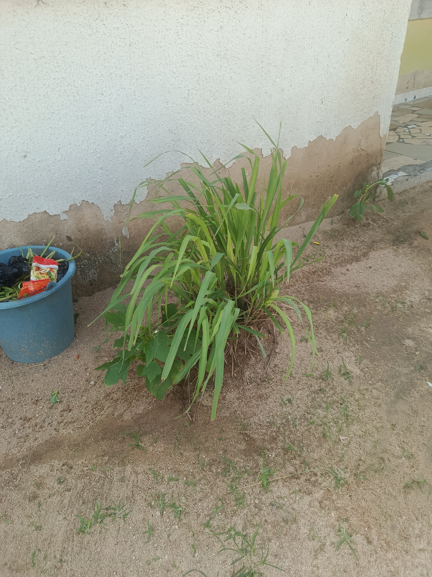 An outdoor, eye-level, medium shot shows a patch of dry sand next to a textured, off-white wall with patches of peeling paint, located in Jauro Yinu, Nigeria. To the left of the image is a blue plastic bucket filled with black plastic bags and some red and white packets, possibly food wrappers. Next to the bucket, a lush green plant with long, thin leaves grows from the sand. The plant is bushy and appears to be a type of grass or sedge. Small green weeds are scattered sparsely in the sand around the larger plant and the bucket. The wall has a rough, stucco-like texture and shows significant wear, with large areas of paint flaking off to reveal a darker, earthy surface beneath. The ground is predominantly sandy with small pebbles and sparse, low-lying vegetation. The lighting suggests it is daytime, with a shadow cast by the plant onto the sand.