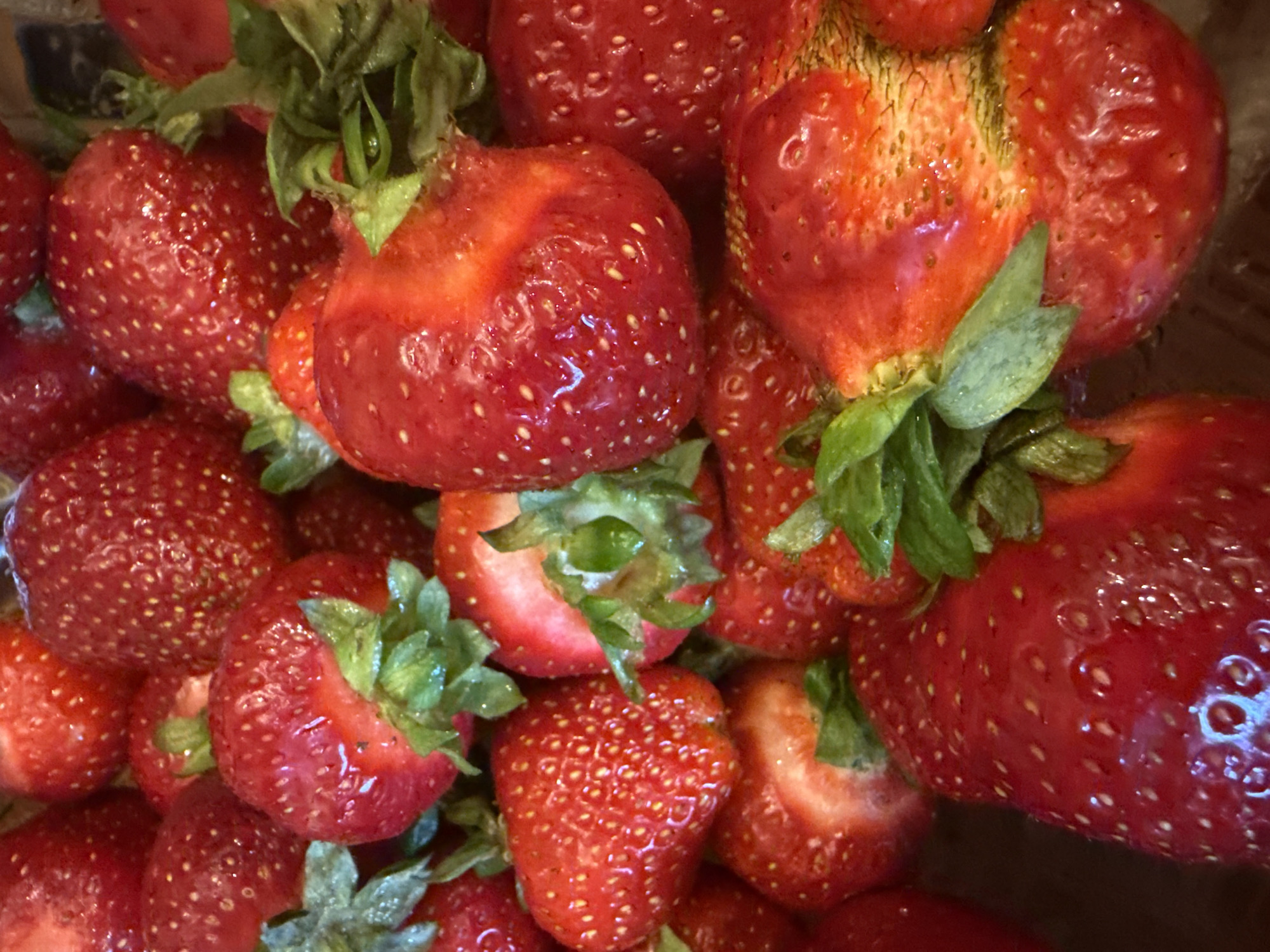 This media file is a close-up, overhead shot of a pile of fresh, ripe strawberries. The strawberries are various sizes and shapes, with some appearing plump and smooth, while others are slightly misshapen or have visible imperfections. They are a deep red color and appear to be glistening, suggesting they may be wet or freshly washed. The green tops (calyxes) are visible on many of the strawberries, adding a contrasting color to the red fruit. The lighting appears to be natural or well-lit, highlighting the texture and sheen of the strawberries. The background is dark and out of focus, drawing all attention to the fruit. There are no people, text, or specific location cues visible in the image. The overall impression is one of abundance and freshness, likely a still life arrangement or a depiction of harvested fruit.