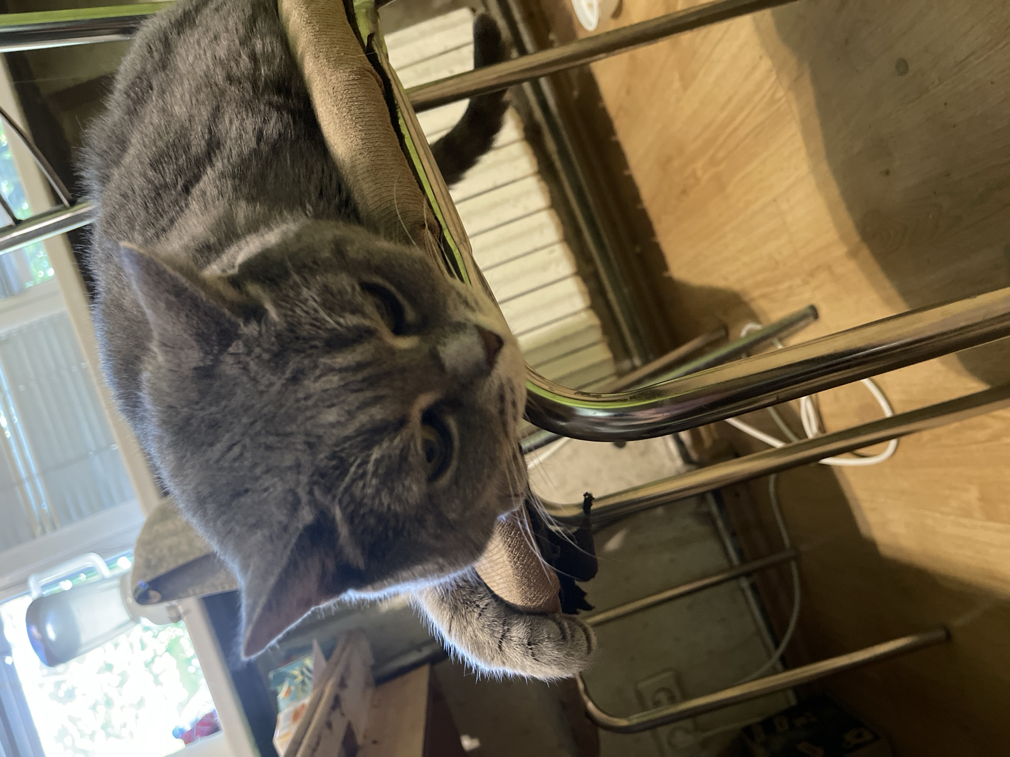 A grey tabby cat with its head hanging over the edge of a chair is pictured in an indoor setting. The cat is lying on a cushion on the chair, with its body angled towards the viewer. Its left paw is draped over the side of the chair, and its eyes are partially closed. The background shows a window with blinds, a radiator, and a wooden floor. A blender is visible on a shelf behind the cat. The scene appears to be a domestic environment.