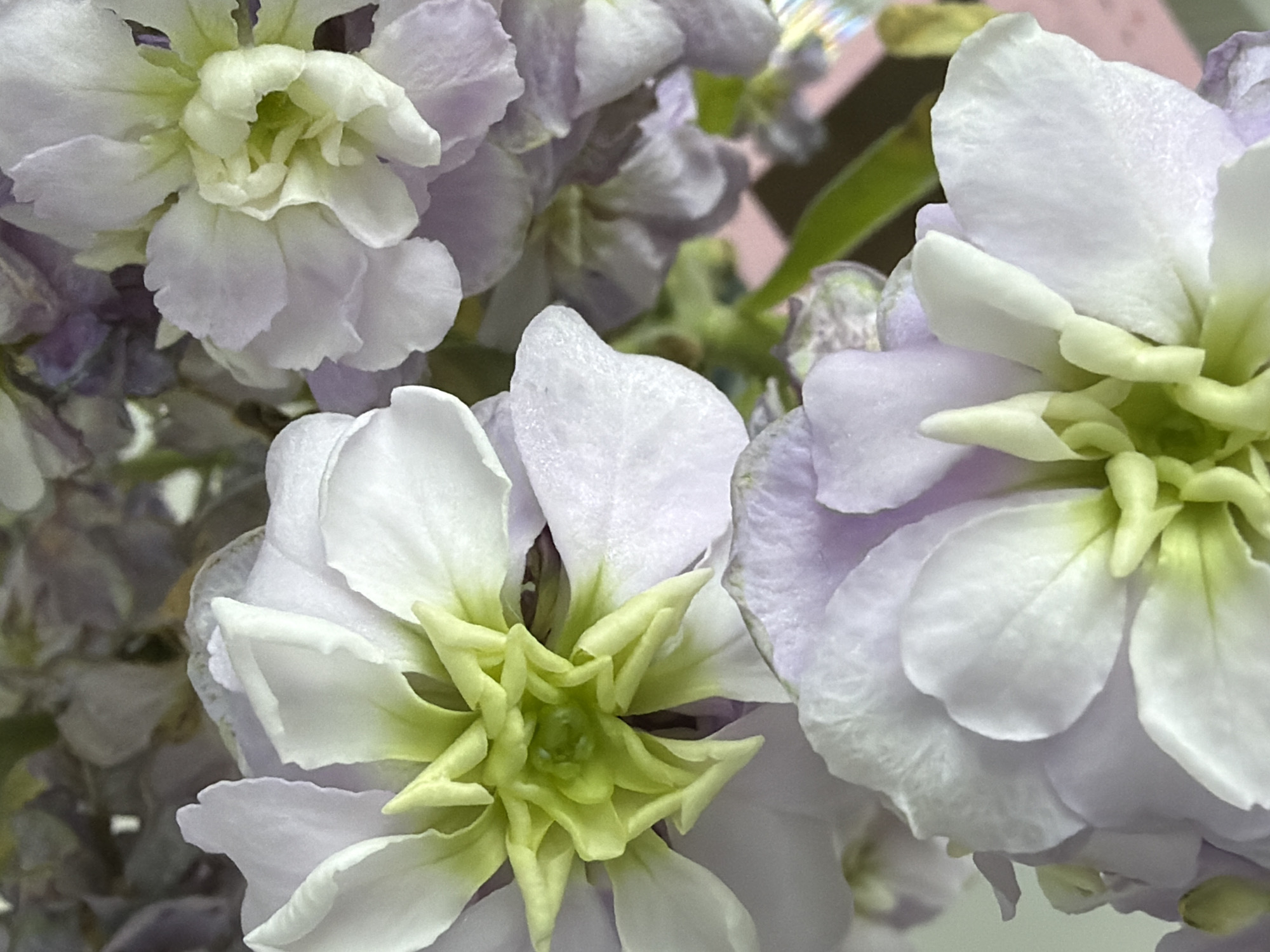 The image is a detailed, close-up photograph of multiple light purple and white flowers with vibrant pale green centers. The blossoms, possibly stock flowers (Matthiola incana), dominate the frame, showcasing their intricate petal structures.
The color palette is soft and pastel, featuring various shades of lavender, light purple, and white on the outer petals, contrasting with the vivid pale green of the clustered inner petals and stamens. The petals exhibit a delicate, slightly ruffled texture, and their surfaces appear soft. The centers of the flowers are particularly striking, composed of many tightly packed, smaller petals that create a complex, almost sculptural form.
The depth of field is shallow, rendering the background softly blurred to emphasize the foreground flowers. Hints of darker purple and green elements are visible in the out-of-focus background, suggesting additional flowers or foliage. The lighting is gentle and diffused, illuminating the flowers evenly and highlighting their subtle color variations without harsh shadows.
There are no people or specific activities depicted. The photograph focuses entirely on the natural beauty and delicate details of the flowers. No text is visible in the image. The precise location, time of day, or weather conditions are not discernible, but the close-up nature suggests an intimate view, possibly of a floral arrangement or a garden specimen.