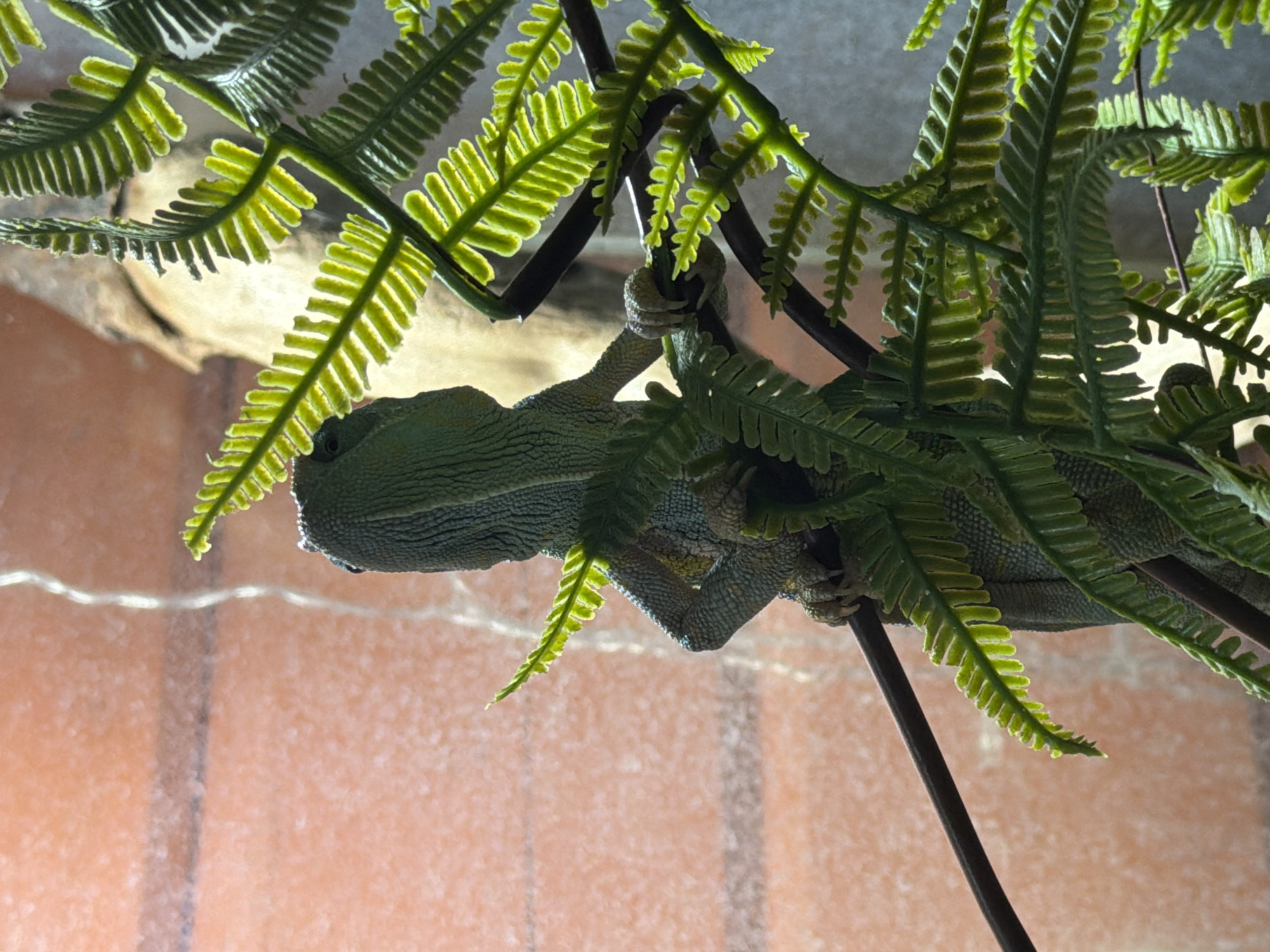A green chameleon is clinging to dark brown branches with artificial green fern fronds. The background is a blurred brick-like pattern. There is no indication of location.
