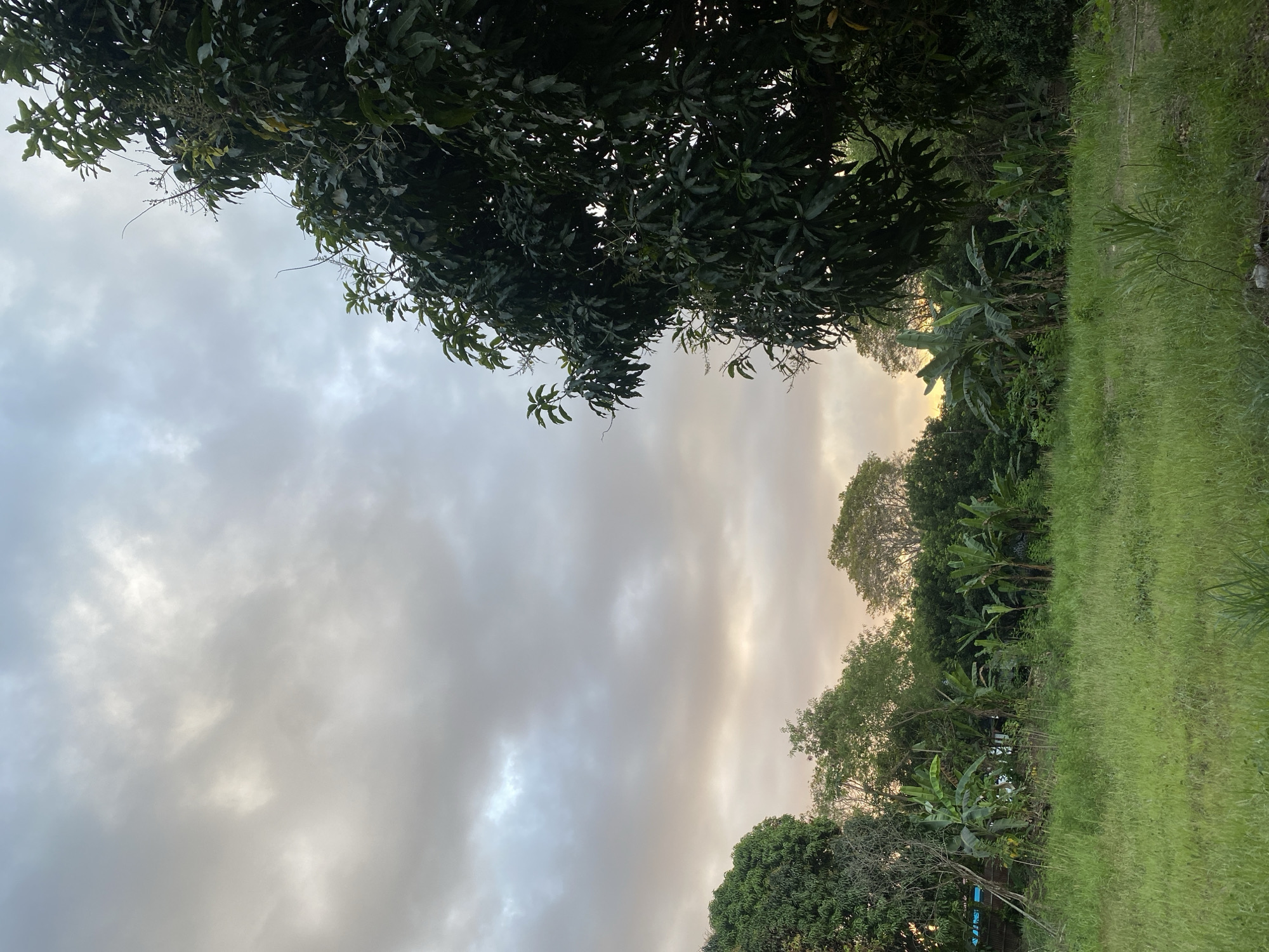 The image depicts a natural landscape with a focus on vegetation and the sky. In the foreground, a lush, green grassy field stretches across the bottom of the frame. Beyond the field, a dense collection of trees and plants creates a varied green backdrop. Notably, several banana trees with their characteristic broad leaves are visible. To the right, a large, mature tree with dark green foliage dominates the upper right portion of the image, partially obscuring the sky. The sky itself is filled with a mix of gray and white clouds, with hints of warm, golden light filtering through, suggesting either sunrise or sunset. The scene appears to be a rural or semi-rural area, with no people or obvious man-made structures immediately apparent, except for a potential glimpse of a blue tarp or structure behind some vegetation on the left. This type of scenery is common in the outskirts of cities like Banjarbaru, Indonesia, known for its natural beauty and agricultural areas.