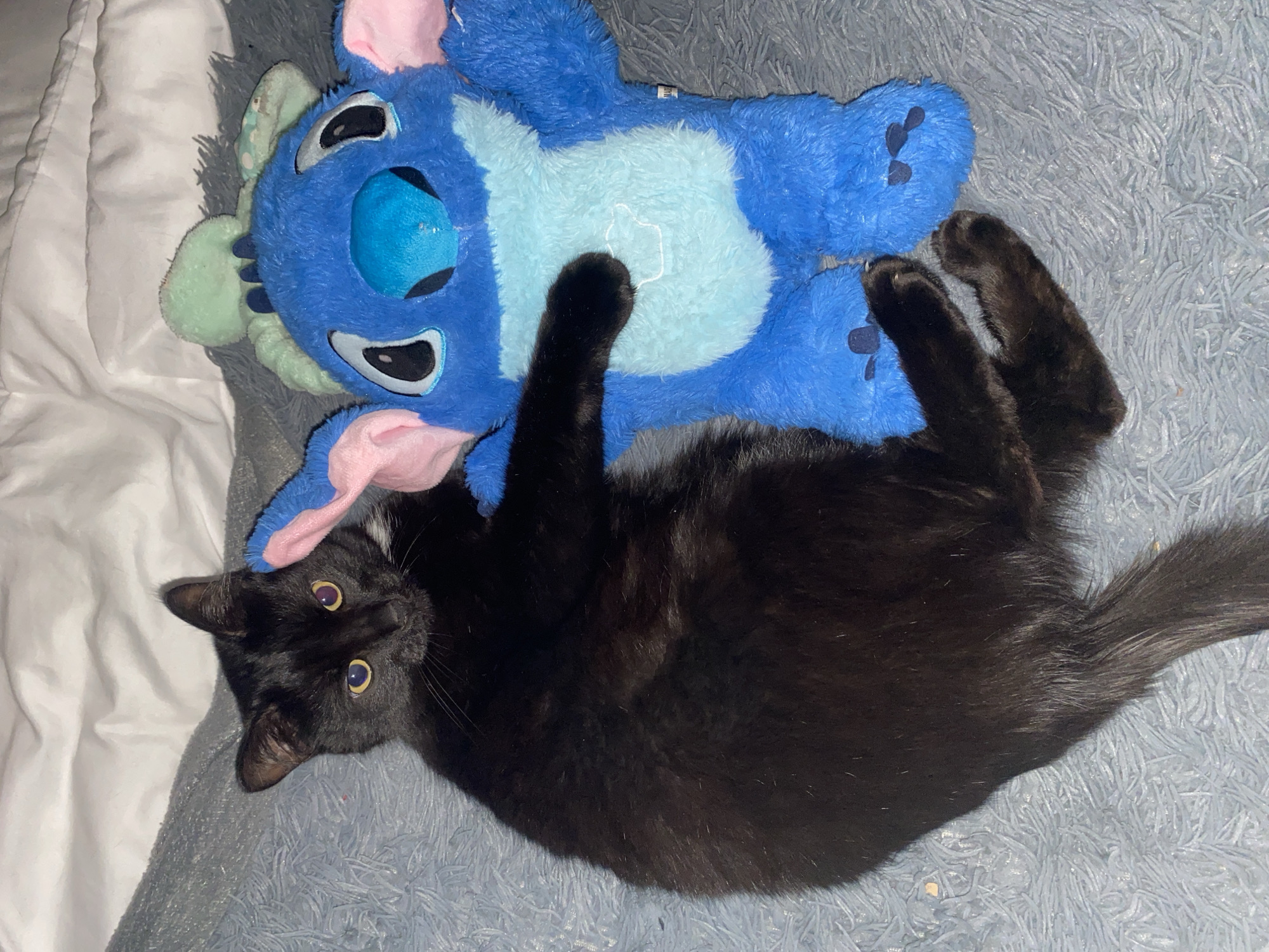 A black cat is lying on its back on a blue, textured blanket. The cat has yellow eyes and a small white patch on its chest. The cat is positioned with its head near the left side of the frame and its tail extending towards the right. Above the cat is a blue and pink stuffed animal resembling the character "Stitch". The background includes a white, possibly quilted, object on the left side of the frame, which could be a blanket or pillow.