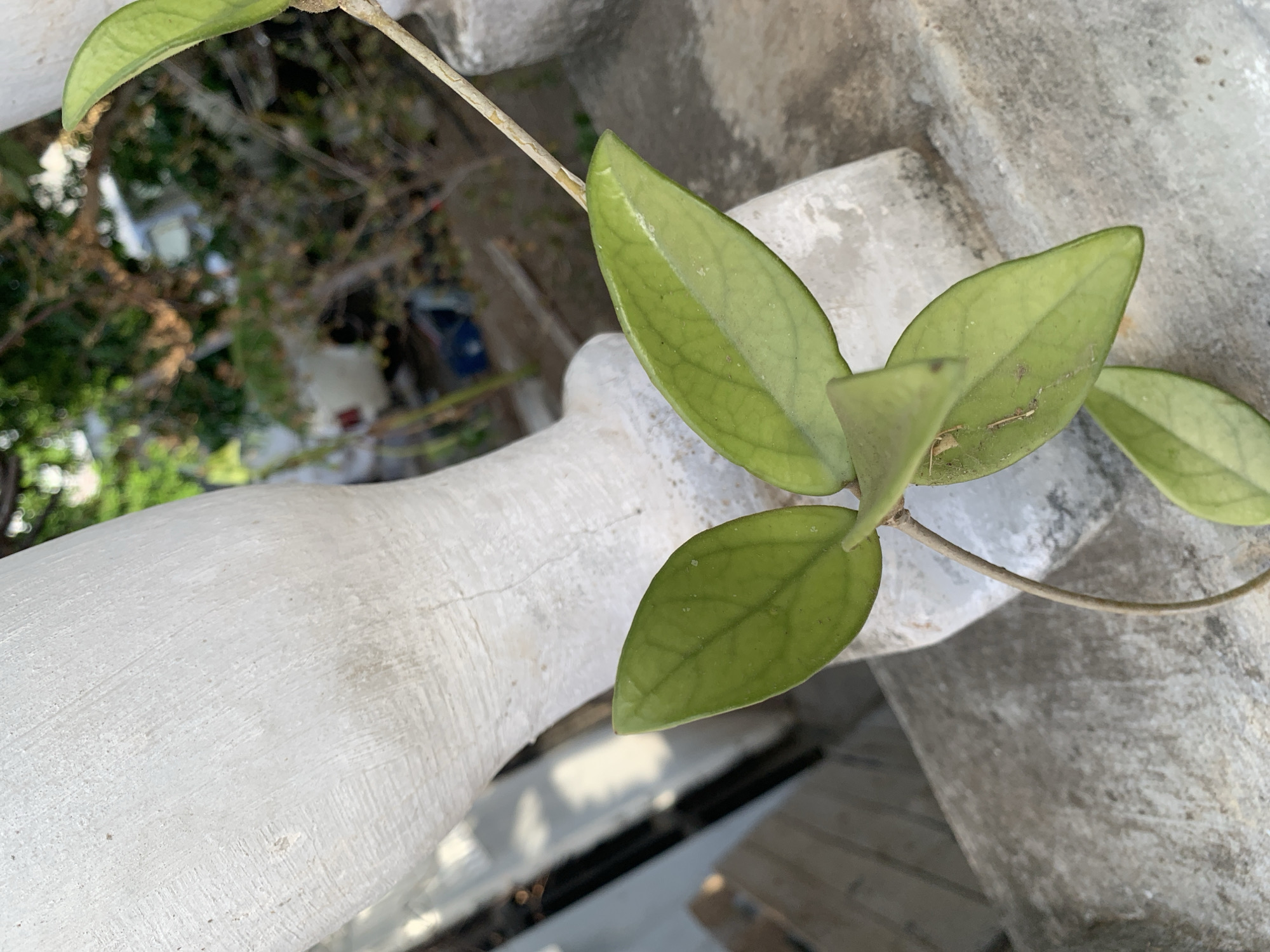 The image shows a plant with three light green leaves and a thin stem resting on a weathered, light-colored concrete structure. The structure has rounded edges and a textured surface. In the background, there is a blurry view of greenery and buildings, suggesting an outdoor urban environment. The photo's high angle implies the plant is growing on an elevated structure. There is no evidence of people or specific actions occurring in the frame. The location of Santa Ana, Venezuela is not discernible within the visual elements of the photograph.