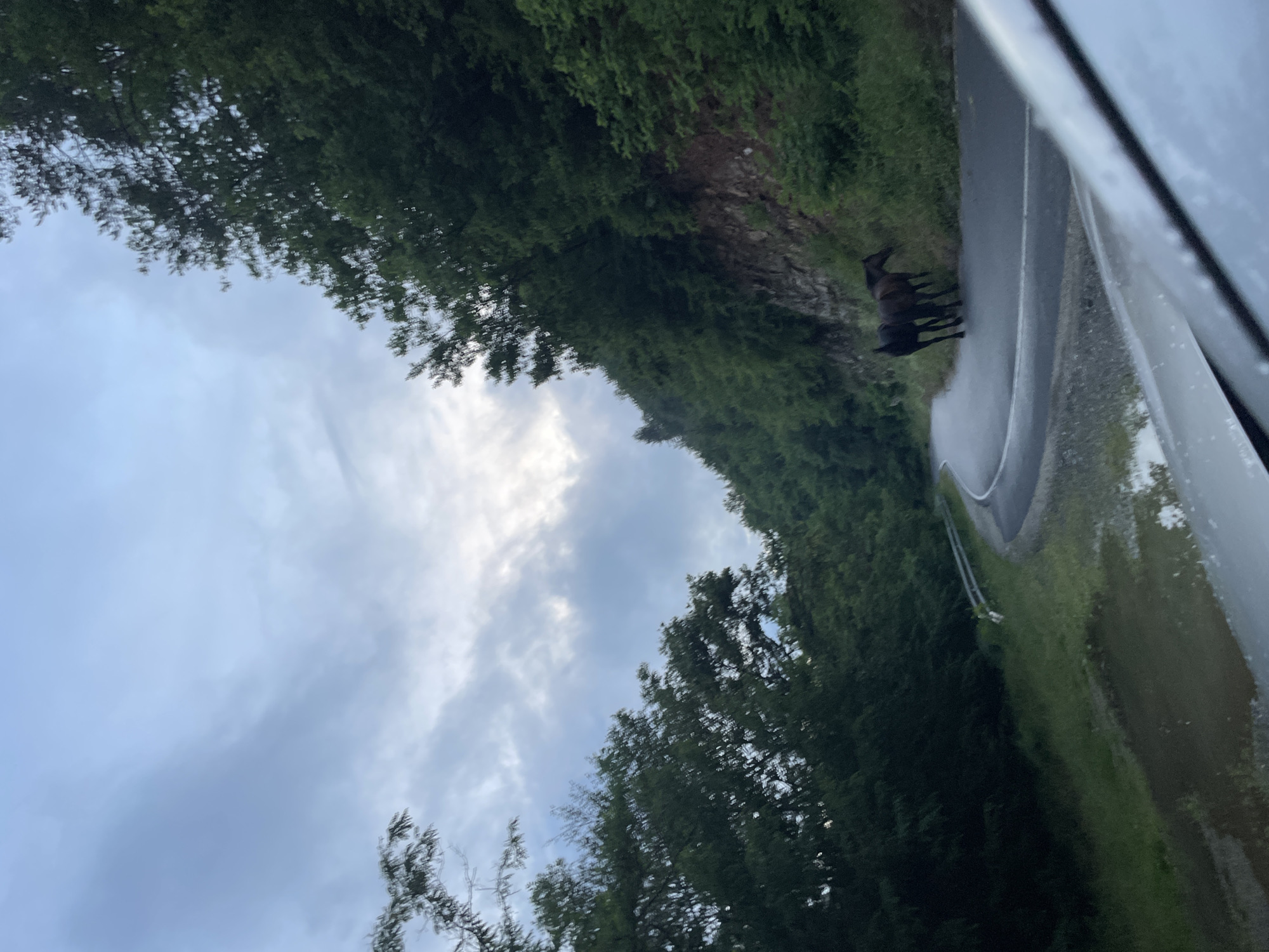 The image shows a scenic view of a winding road through a lush green forest, likely in the vicinity of Zlatograd, Bulgaria. Two dark-colored horses are standing on the wet asphalt road, near the edge of the embankment. The sky is overcast with clouds, and the trees are dense and green, indicating a natural, possibly mountainous landscape. Part of a vehicle's hood is visible in the foreground, suggesting the image was taken from a car. The road appears to be a rural or mountain pass, characterized by its curves and the surrounding dense vegetation.