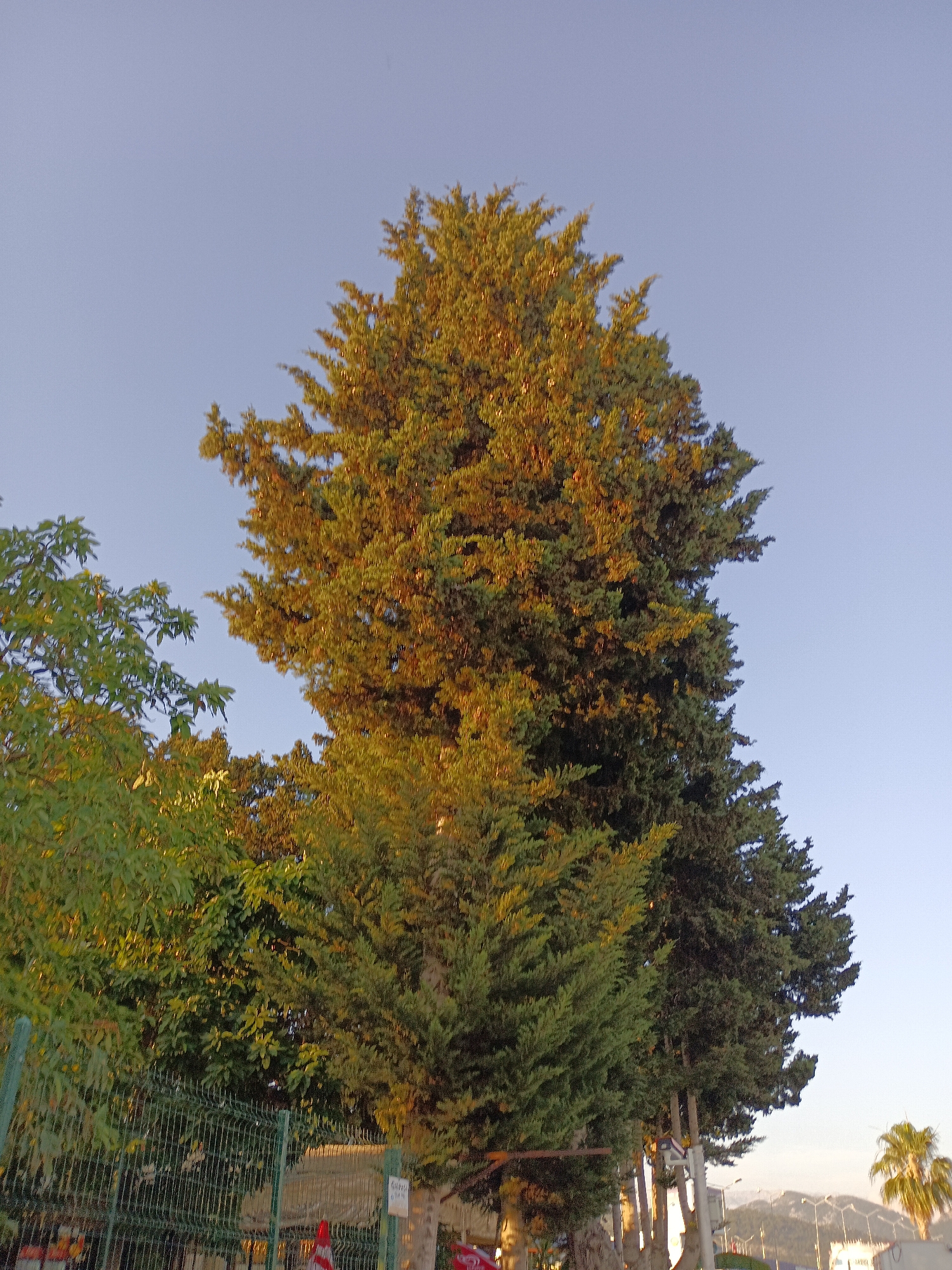 The image depicts a view of several tall trees against a clear, pale blue sky. The trees, primarily evergreen, are dense and layered, with the foliage of the central tree catching the golden light of what appears to be either sunrise or sunset. To the left, a lighter green tree with more visible leaves is partially obscuring a green metal fence. In the background, at the lower right, a palm tree is visible, and beyond that, a mountain range is faintly discernible. Streetlights and some structures are also present at the base of the trees, suggesting an urban or semi-urban environment. The scene is likely located in Gazipaşa, Turkey, given the presence of palm trees and the general Mediterranean vegetation. No people are clearly visible in the image.