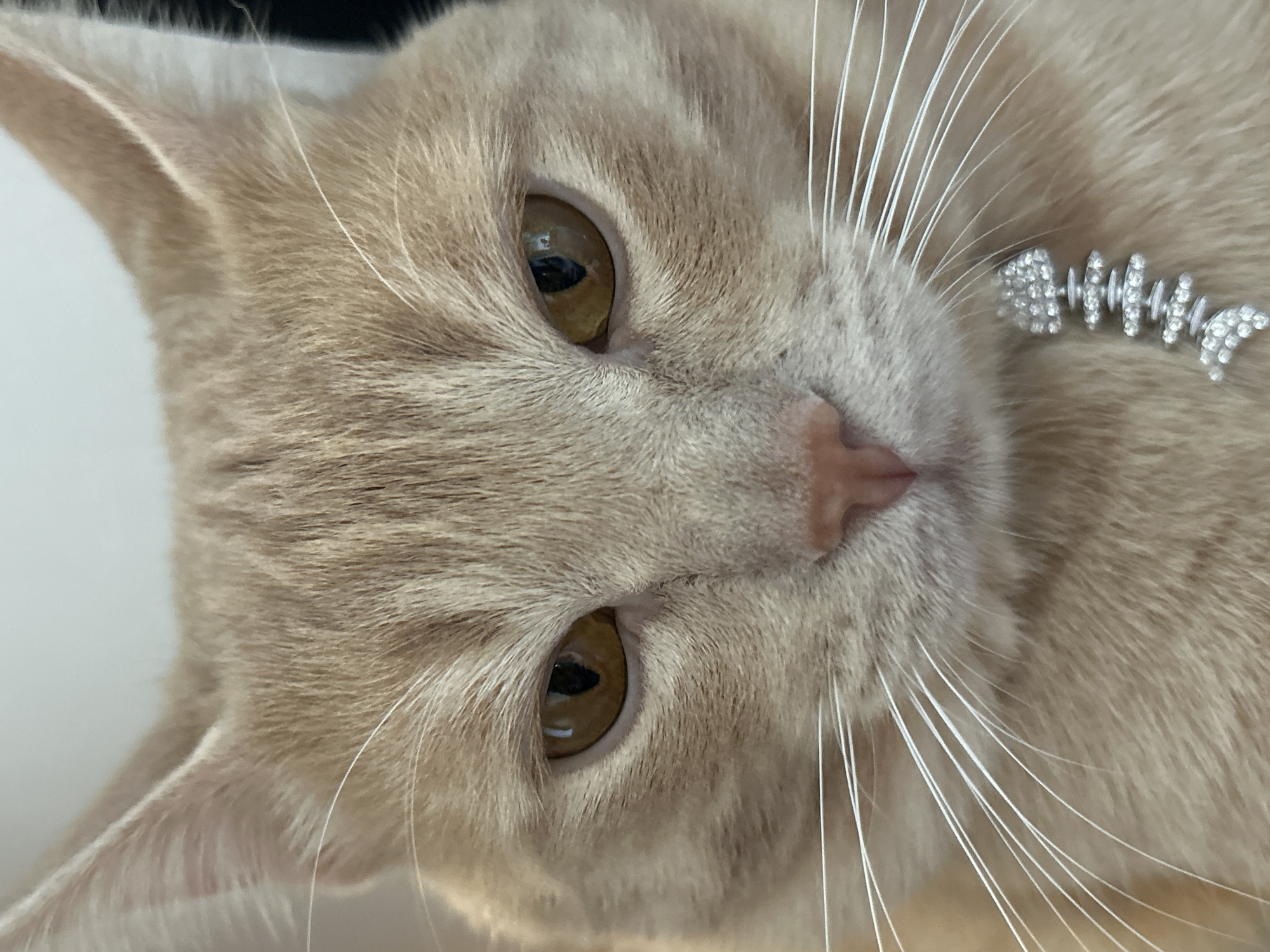 A close-up shot features a ginger cat with striking amber eyes. The cat is adorned with a small, silver, fish-shaped pendant with rhinestones, resting on its fur near its chin. Its white whiskers are prominent against its fur. The background is plain and light-colored. There are no discernible features of Moscow, Russia, in this image.