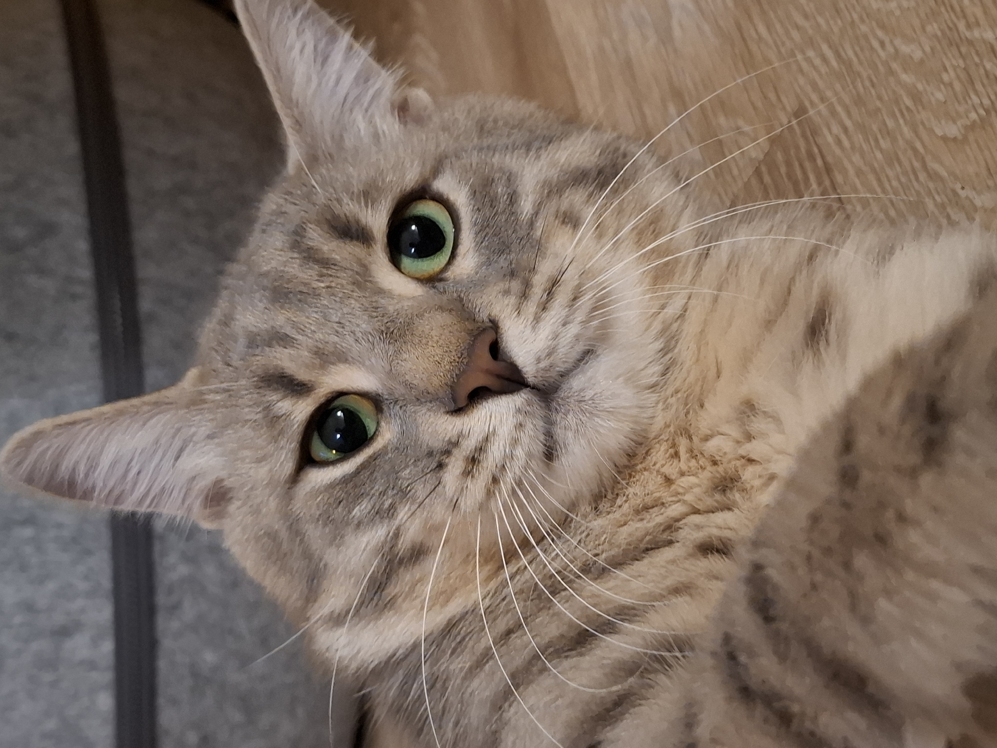 A close-up, eye-level, medium shot captures a domestic shorthair cat with tabby markings, resting on a wooden surface. The cat's fur is a blend of grey, tan, and brown stripes. Its large, luminous green eyes are wide open, fixated forward. Prominent white whiskers fan out from its muzzle. The background consists of a textured grey surface and a wooden floor, suggesting an indoor setting. This image does not contain information that places it in Zemun Urban Municipality, Serbia.