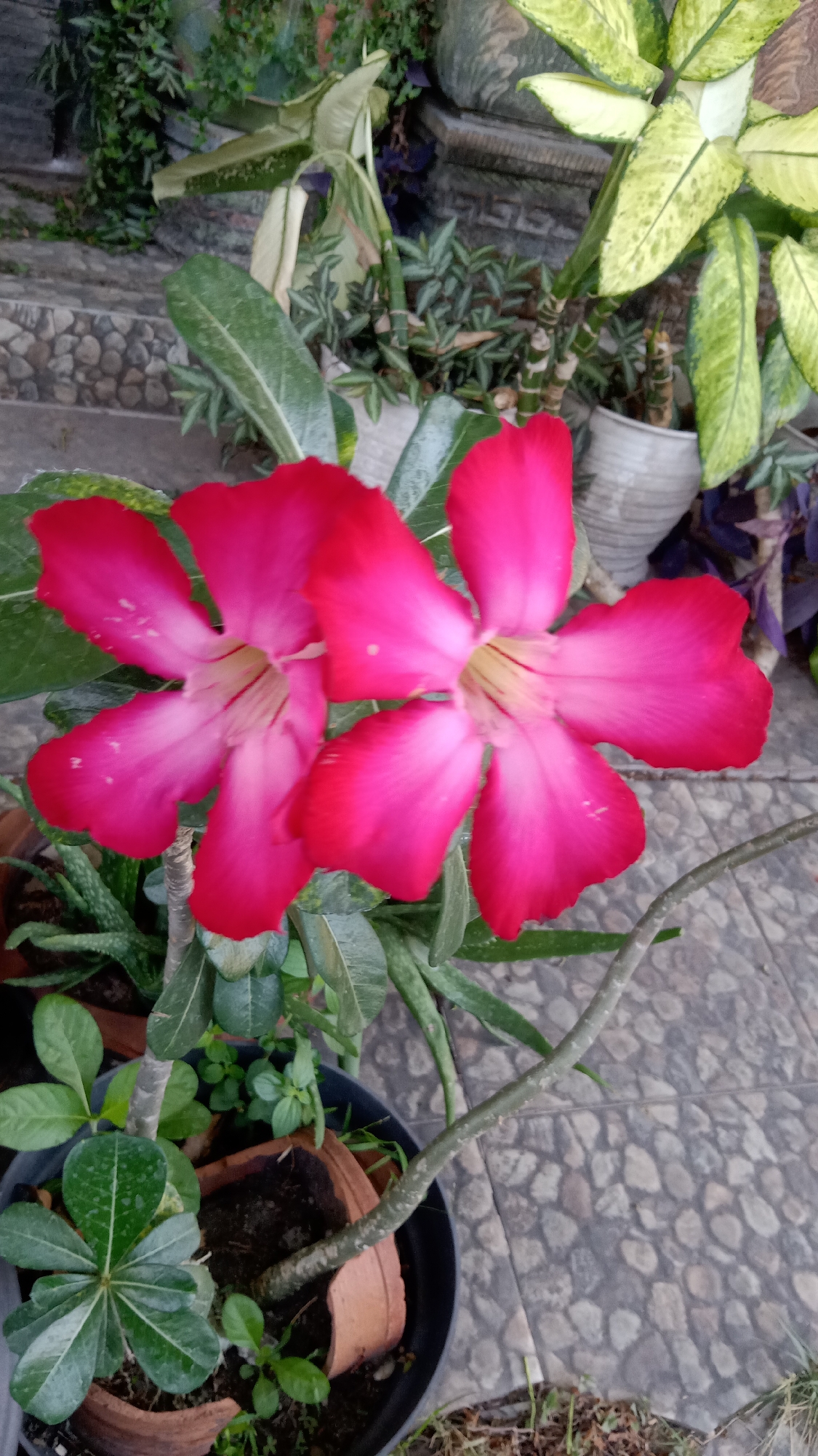 Two vibrant pink Adenium flowers are in full bloom, their five petals gracefully unfurling. These flowers are the central focus of the image, positioned in the foreground. They are part of a larger arrangement of potted plants, suggesting a garden or outdoor decorative setting. The background reveals a textured stone pathway and a variety of other plants, some with variegated leaves and others with deep green foliage. The overall impression is one of a well-maintained, possibly domestic, outdoor space in Kediri City, Indonesia, where the plants are thriving in the tropical climate.