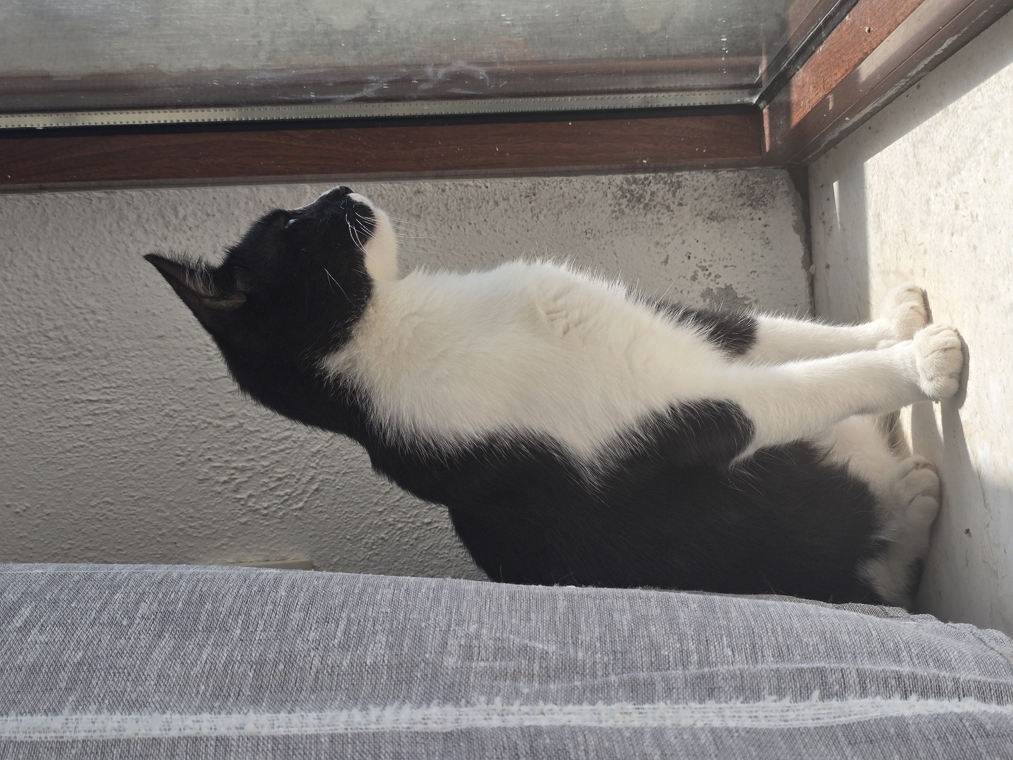 A black and white cat is sitting on a windowsill in Podgorica, Montenegro, looking out of the window. The cat is facing right and its body is mostly visible. The cat has black fur on its head, back, and tail, and white fur on its chest and paws. The cat's eyes are blue and it has long white whiskers. The windowsill is made of concrete and there is a gray curtain to the left of the cat. The wall behind the cat is rough and textured. The window frame is made of wood and the glass is slightly dirty. The lighting suggests it is daytime and the sun is shining.