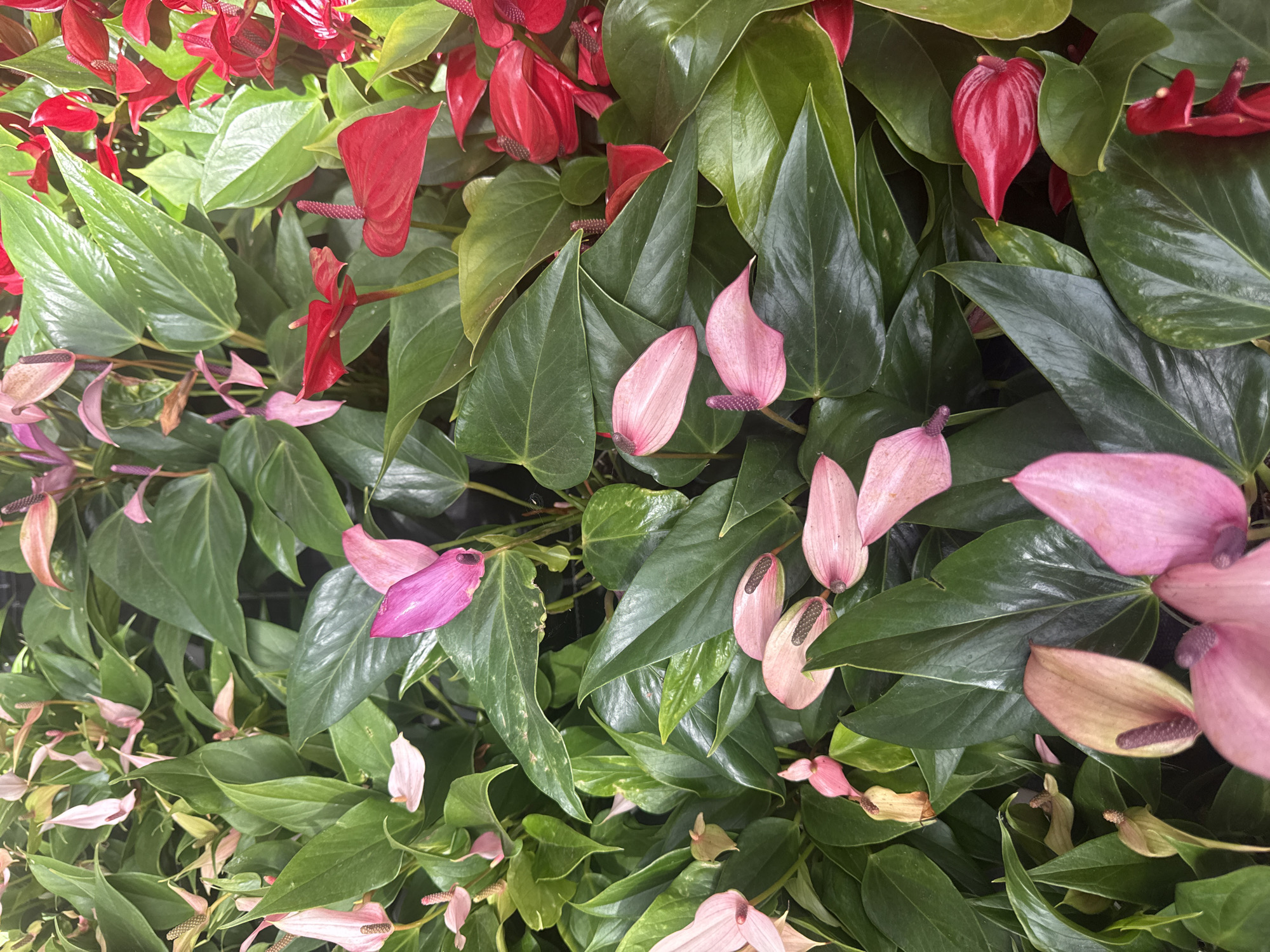 This is a close-up, overhead shot of numerous Anthurium plants, commonly known as Flamingo Flowers, displaying a variety of colors including vibrant red and soft pink. The plants are densely packed, with glossy, dark green heart-shaped leaves forming a lush backdrop for the spade-shaped spathes and spadices that characterize Anthurium flowers. Some spathes are fully open and bright red, while others are a delicate pink, with some showing a transition in color from blush to deeper rose. The spadices, which are the spike-like structures at the center of the flowers, are a darker, purplish-brown. The lighting suggests an indoor setting, possibly a greenhouse or a florist shop, as the light is diffused and consistent. There are no people visible in the image. The scene is located in Fritzlar, Germany, likely within a commercial establishment that cultivates or sells plants.