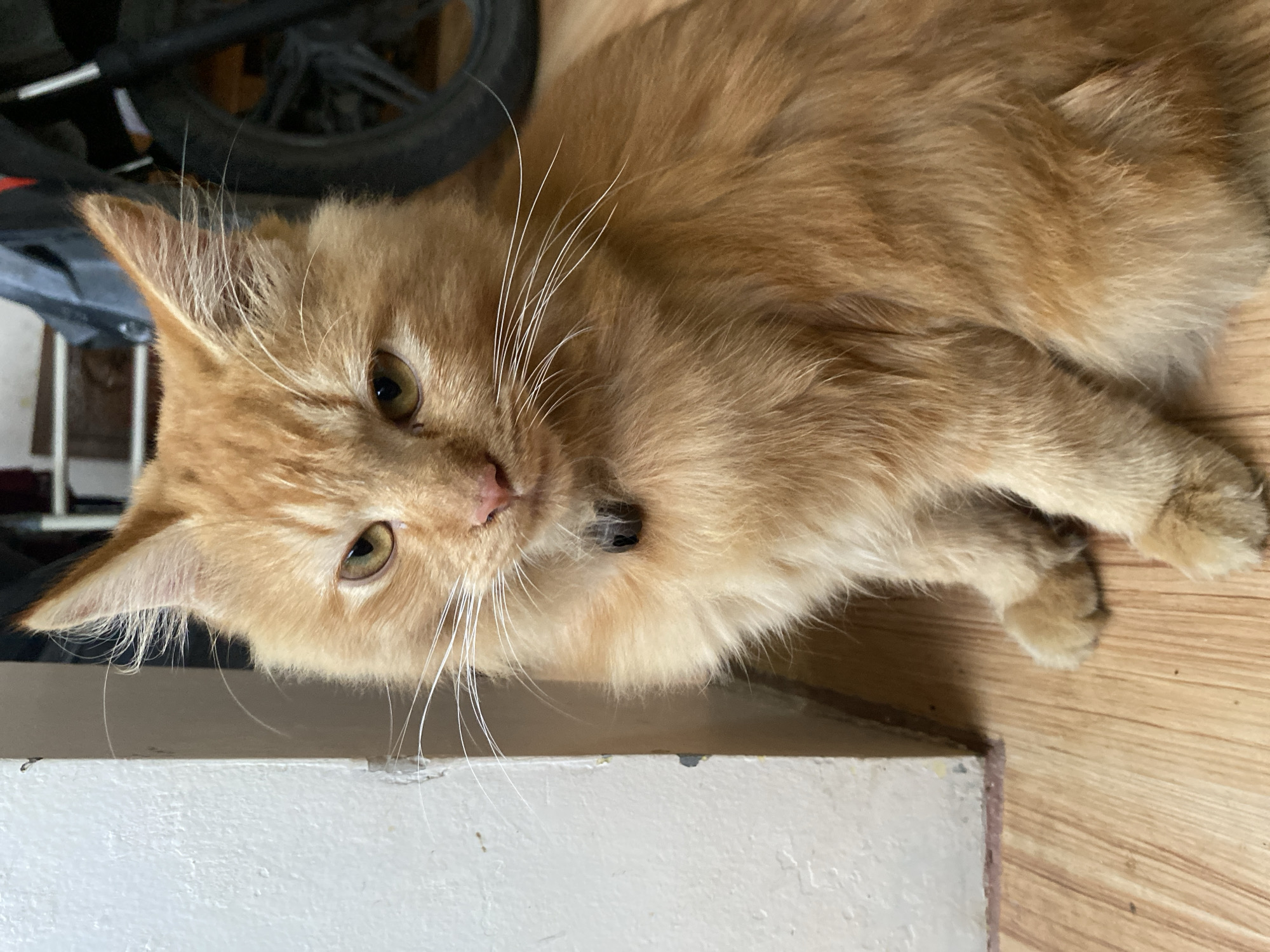An orange tabby cat with long fur and green eyes is sitting on a wooden floor, looking directly at the camera. The cat is wearing a black collar. To the left of the cat is a white wall or door frame. In the background, a portion of a motorcycle is visible. The scene appears to be indoors, possibly in a home. The location is identified as Depok, Indonesia.