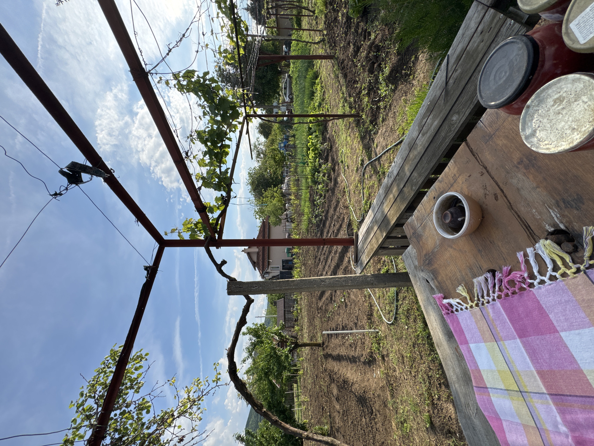 The image shows a garden setting in Tutrakantsi, Bulgaria. A metal vine trellis extends into the frame from the left side, with grapevines growing on it. Behind the trellis is a cultivated garden with rows of planted vegetables. A house is visible in the background. To the right of the garden is a wooden table, upon which are several jars of canned goods, a small bowl, and a pink and white checkered cloth with a fringed edge. The sky is blue with scattered clouds.