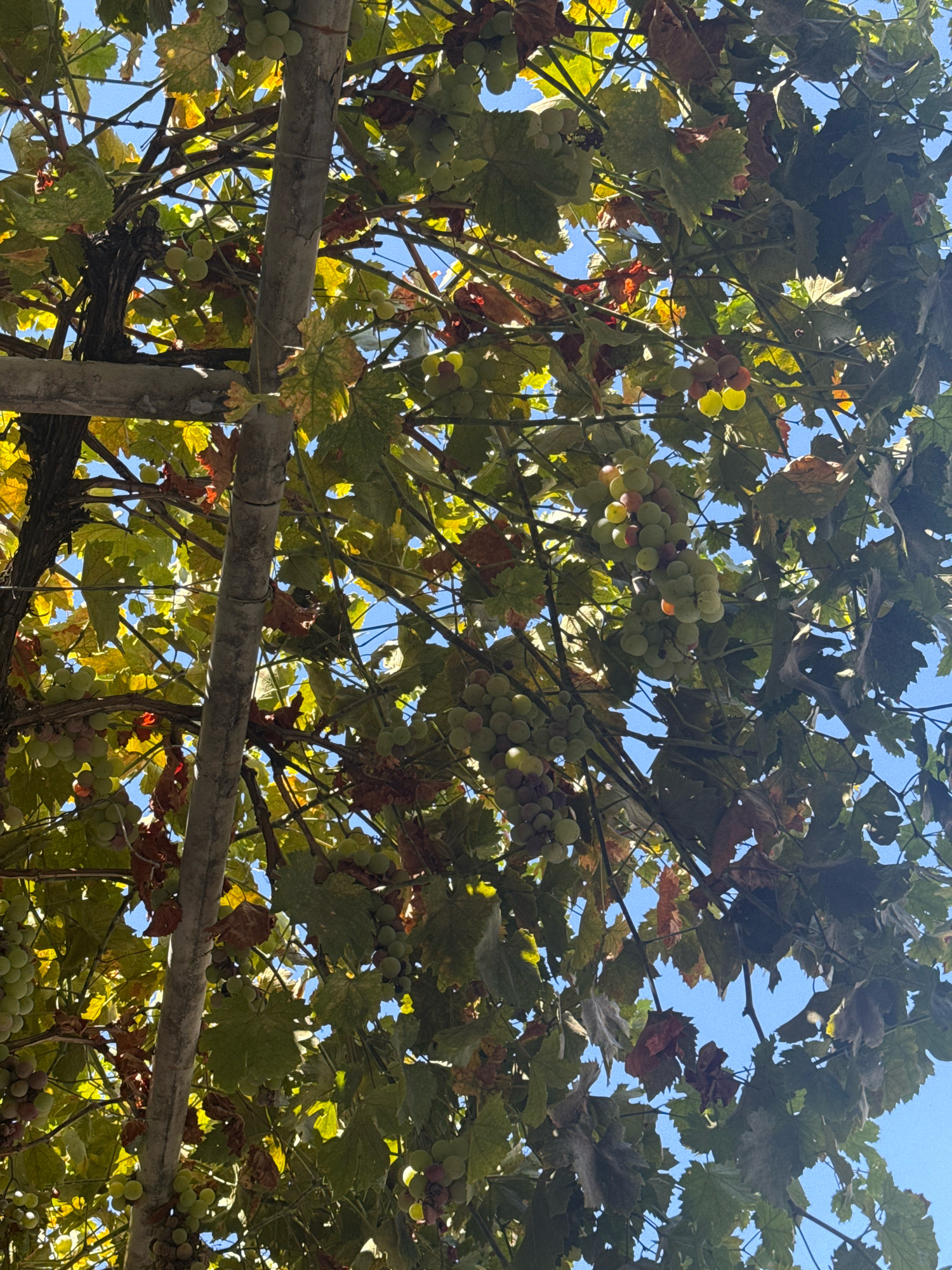 An upward-looking shot captures a close-up view of grapevines with clusters of green and reddish-purple grapes, interspersed with green and brown leaves, against a clear blue sky. The scene appears to be from an outdoor setting in Kalopanagiotis, Cyprus, possibly a residential area or vineyard, given the presence of weathered wooden posts and a thick vine trunk supporting the foliage. Sunlight filters through the canopy, illuminating the grapes and leaves, creating a dappled effect. The image conveys a sense of natural abundance and the late stages of the grape growing season.