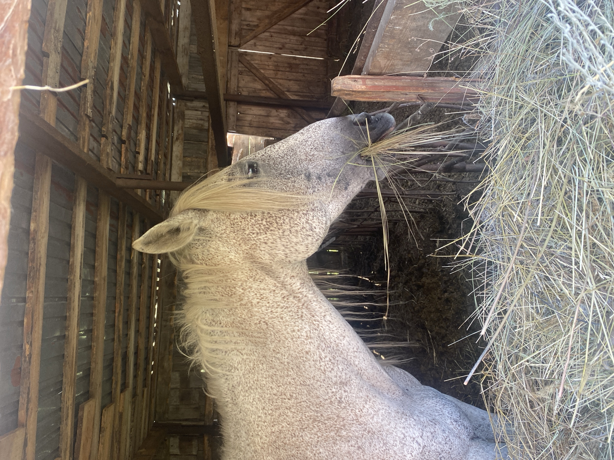 A dappled grey horse with a light mane is eating hay inside a rustic wooden stable. The stable has a corrugated metal roof supported by wooden beams. The horse's head and neck are in the foreground, and its body extends out of frame to the left. The background shows more of the stable's wooden structure, including a closed wooden door. The ground is covered in hay and bedding. The image is taken from a slightly elevated angle, looking into the stable. The location is specified as Луганск ауылдық округі, Kazakhstan.