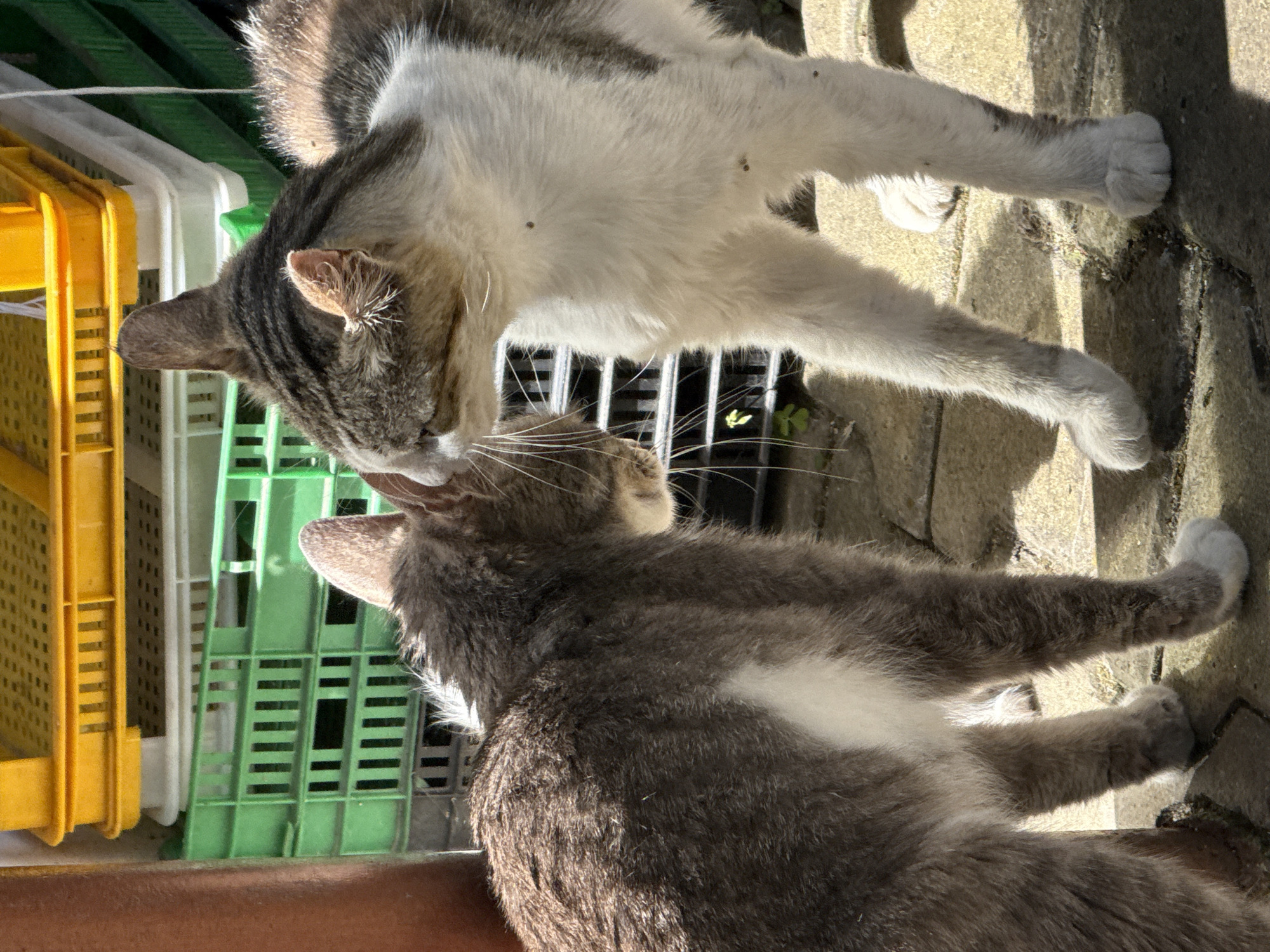 In an outdoor urban environment, two domestic cats are engaged in interaction. The cat on the left, predominantly grey with white markings, is turned away from the camera with its head lowered and partially obscured. The cat on the right, a mix of white and grey tabby, is facing the left cat, its head also lowered and tilted. Both cats have their front paws on a paved surface, likely a courtyard or alleyway. In the background, stacked green and white plastic crates are visible, with a bright yellow crate at the top, suggesting a commercial or storage area. The lighting indicates it is daytime, with strong shadows cast on the ground. The image appears to be a candid shot, focusing on the close proximity and apparent interaction between the two felines.