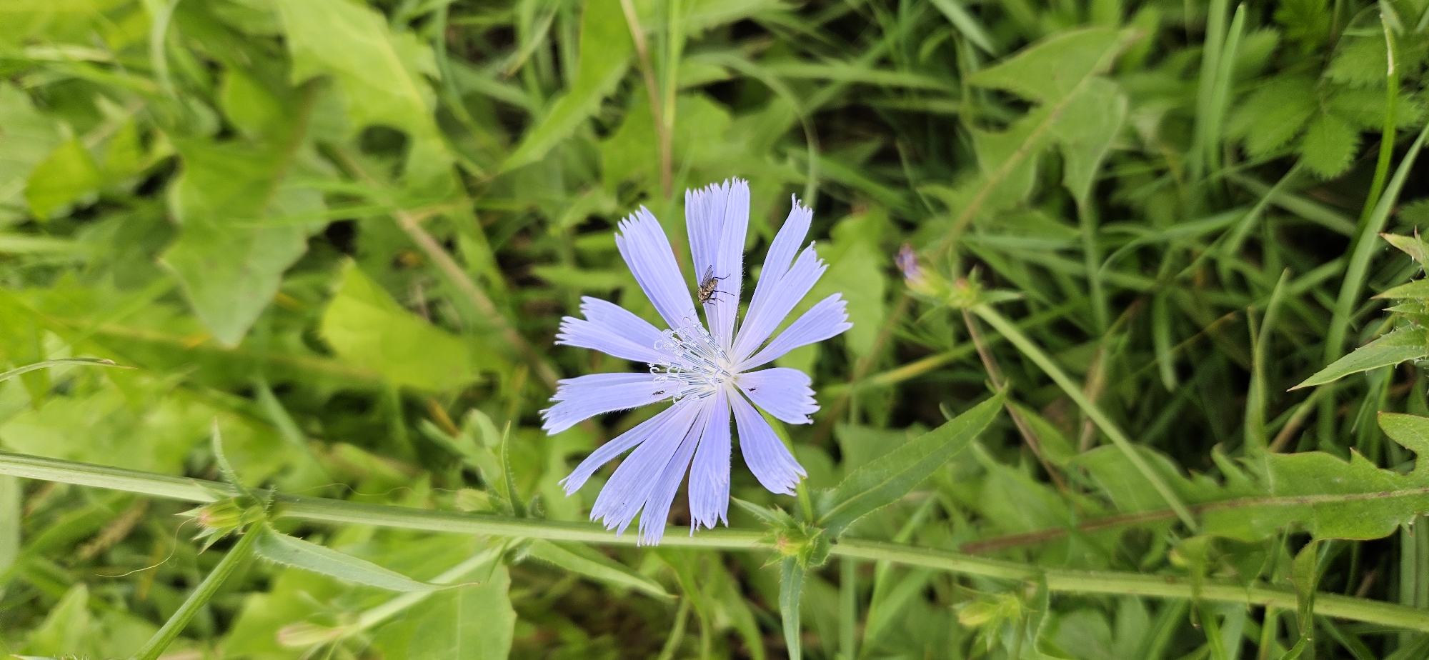 A close-up, vertical, eye-level shot showcases a single, pale purple chicory flower in sharp focus against a blurred green background of grass and leaves. The flower, with its numerous delicate petals, is positioned slightly right of center. A small, dark insect, possibly a fly, is resting on one of the petals. To the left of the flower, a tall, green stem with small, spiky buds is visible. The overall environment suggests an outdoor setting, likely a natural area or roadside, with the bright green foliage indicating a temperate climate. The lighting is even, suggesting it could be daytime with diffused light. No specific landmarks or features that would pinpoint a location within Vitsebsk, Belarus, are discernible.