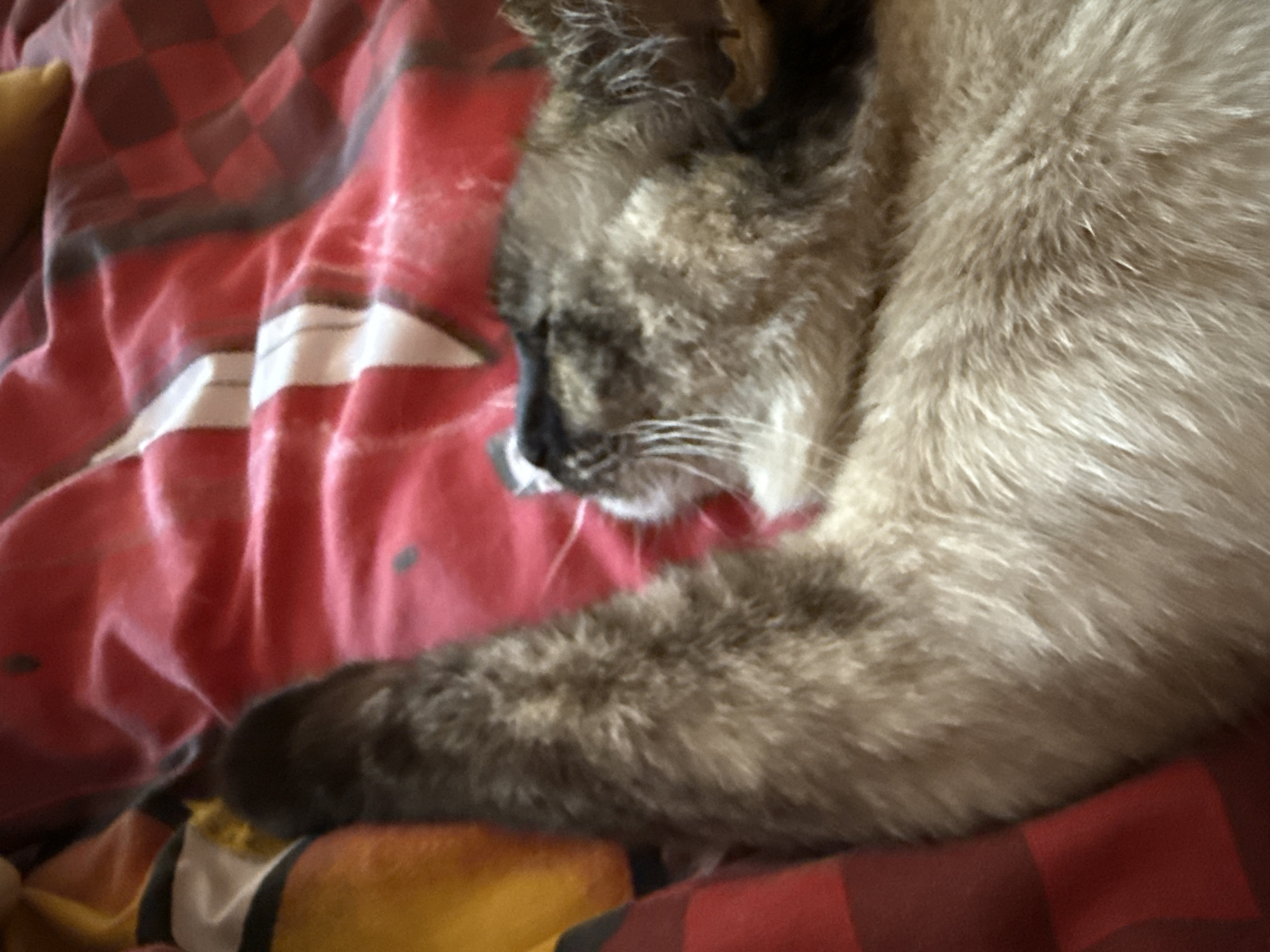 A cat is lying on a red and yellow plaid blanket. The cat is light brown with darker brown markings on its face and paws. Its left front paw is raised in the air. The cat is facing to the right. The blanket is folded and creased, creating a textured surface. The lighting is dim, casting shadows on the blanket and the cat. The image is a close-up, with the cat filling most of the frame.