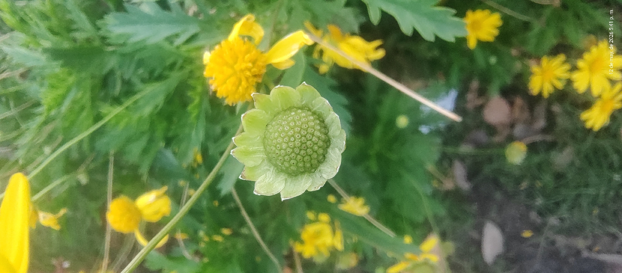 The image shows a close-up of a green flower bud surrounded by yellow daisy-like flowers and green foliage. The bud has a dense, globular shape with a textured surface. The location is Villa Domínico, Argentina. The date "12 de may. de 2026 5:41 p. m." is visible in the upper right corner.