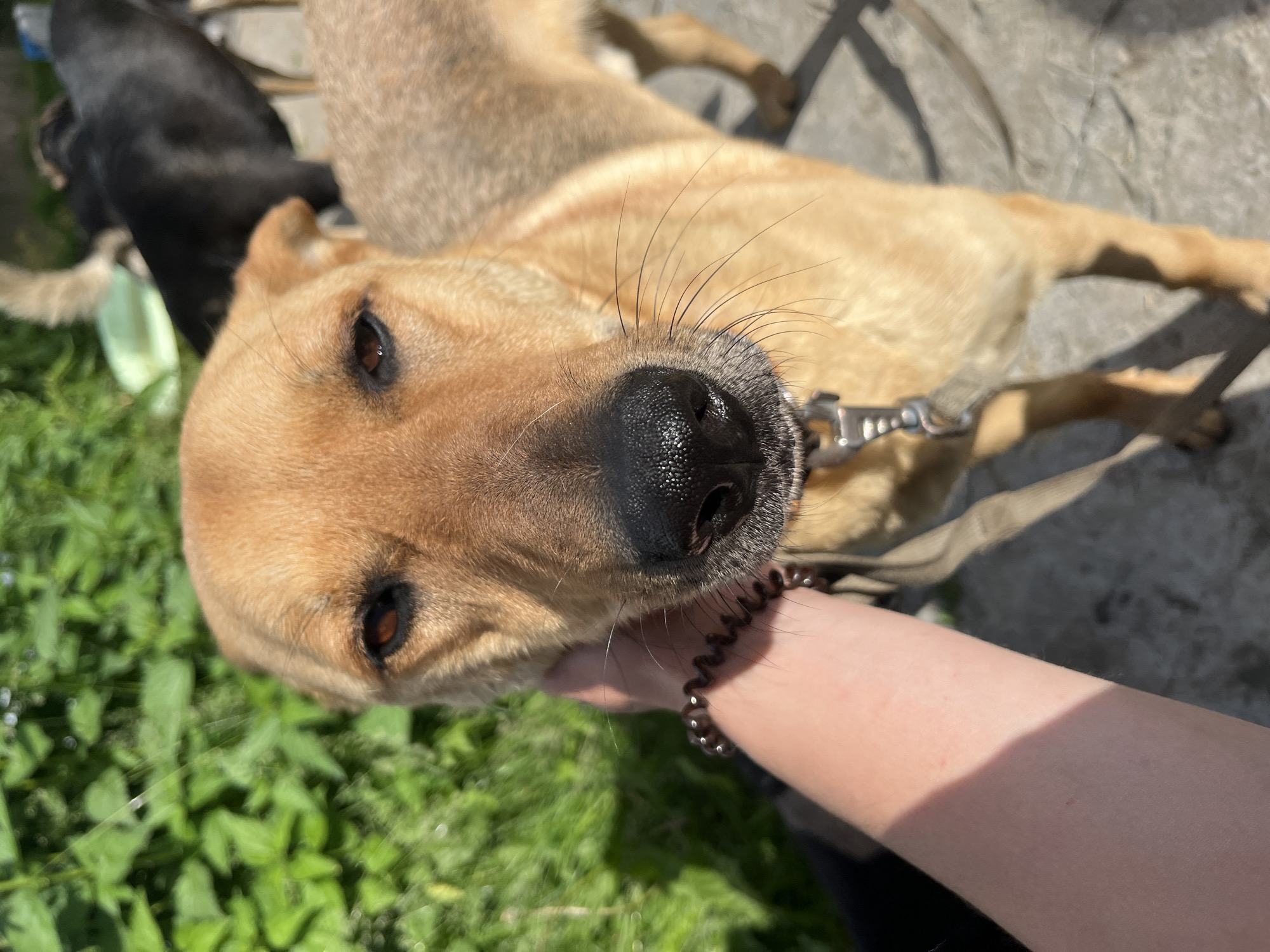 The image shows a close-up of a light brown dog's face, held by a person's hand. The dog has dark eyes and a black nose. A thin leash is attached to its collar. In the background, there is blurred green foliage, and another dark-colored dog is visible, standing behind the main subject. The ground appears to be paved with concrete. The scene is lit by bright sunlight, casting shadows. The location is specified as Nizhny Tagil, Russia.