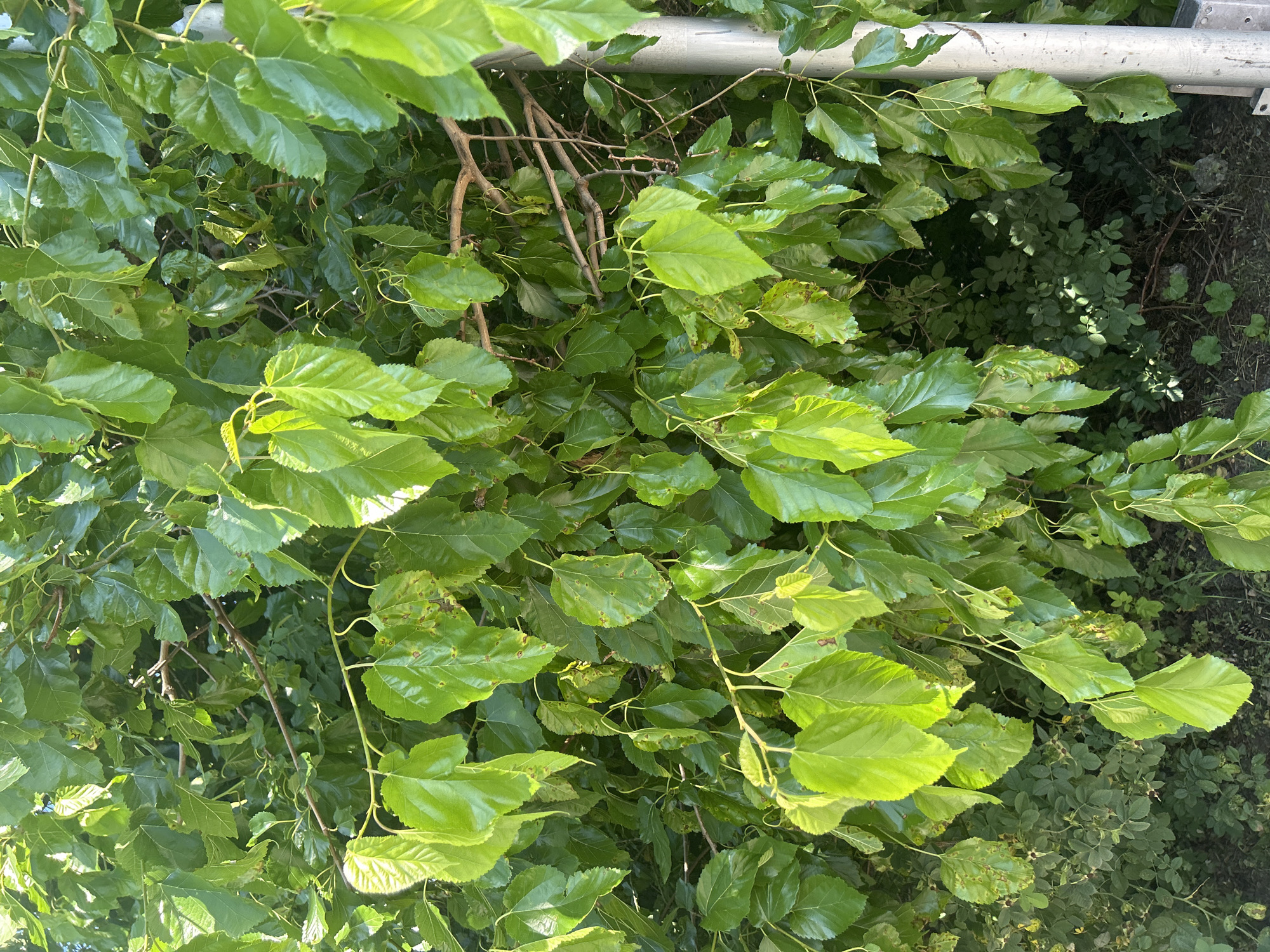 The image is an outdoor, eye-level medium shot of a dense cluster of mulberry tree leaves and branches, seen from below. The leaves are predominantly a vibrant, healthy green, with some showing lighter, sun-kissed hues. The overall impression is one of abundant foliage, creating a lush, verdant scene. A metallic pipe or railing runs horizontally across the upper portion of the image, partially obscured by the leaves. The background is a darker, less defined area of foliage and what appears to be dry earth or undergrowth. Sunlight filters through the leaves, creating highlights and casting shadows, suggesting it is a bright, possibly sunny day. There are no people or animals visible. The image conveys a sense of natural growth and the fullness of summer foliage. No text is visible in the image. The location context is Varna, Bulgaria.