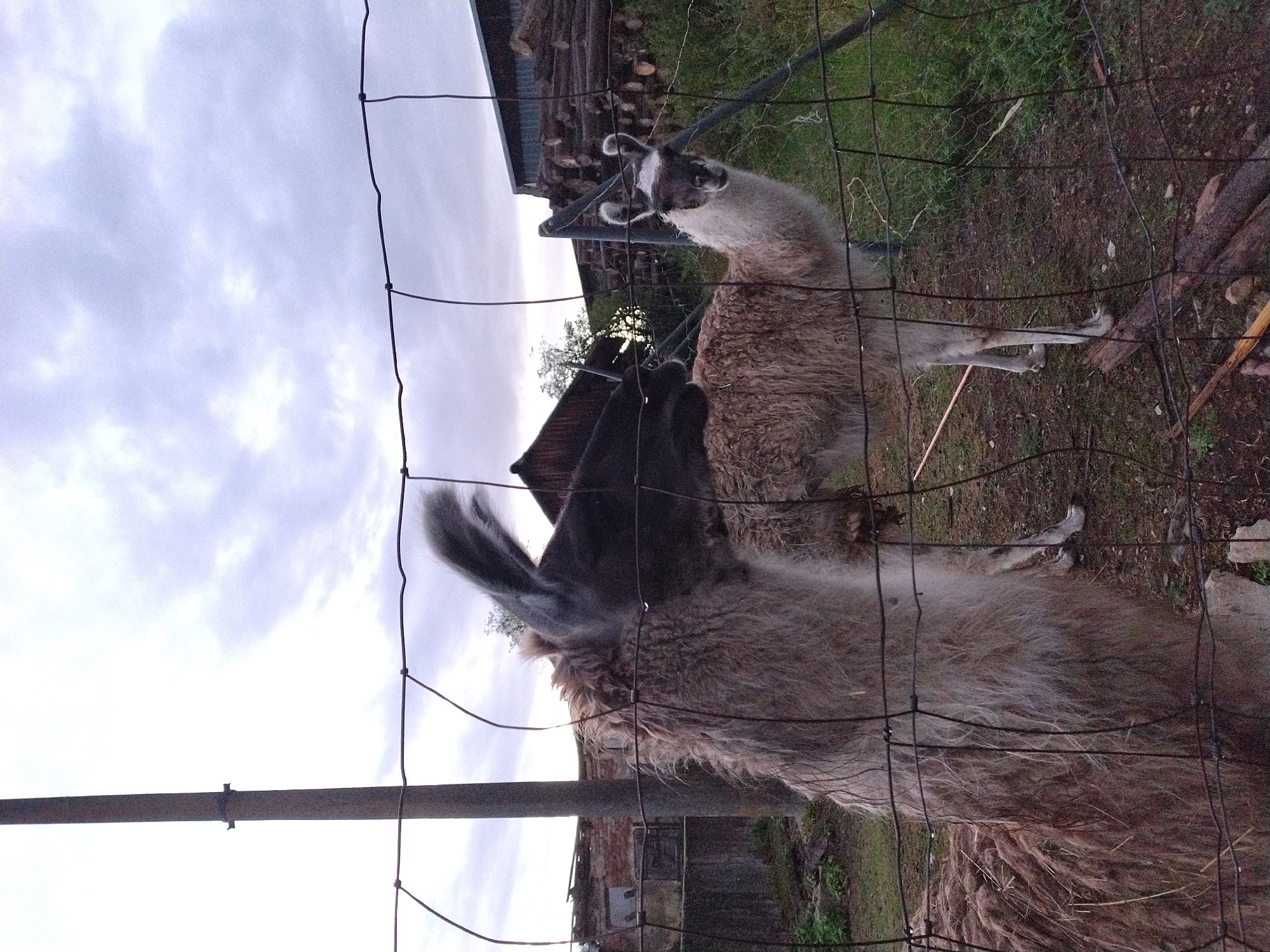 Two llamas are visible in an outdoor enclosure, behind a wire fence. The llama on the left, partially obscured by the fence, is facing away from the camera and is mostly brown and white. The llama on the right is facing the camera and is white with some brown markings on its face. It has pointed ears. The ground in the enclosure appears to be dirt and grass. In the background, there is a wooden structure, a pile of logs, and some overgrown vegetation. A metal pole is also present in the enclosure. The sky is overcast with clouds. The image was captured in Dobev, Czechia.