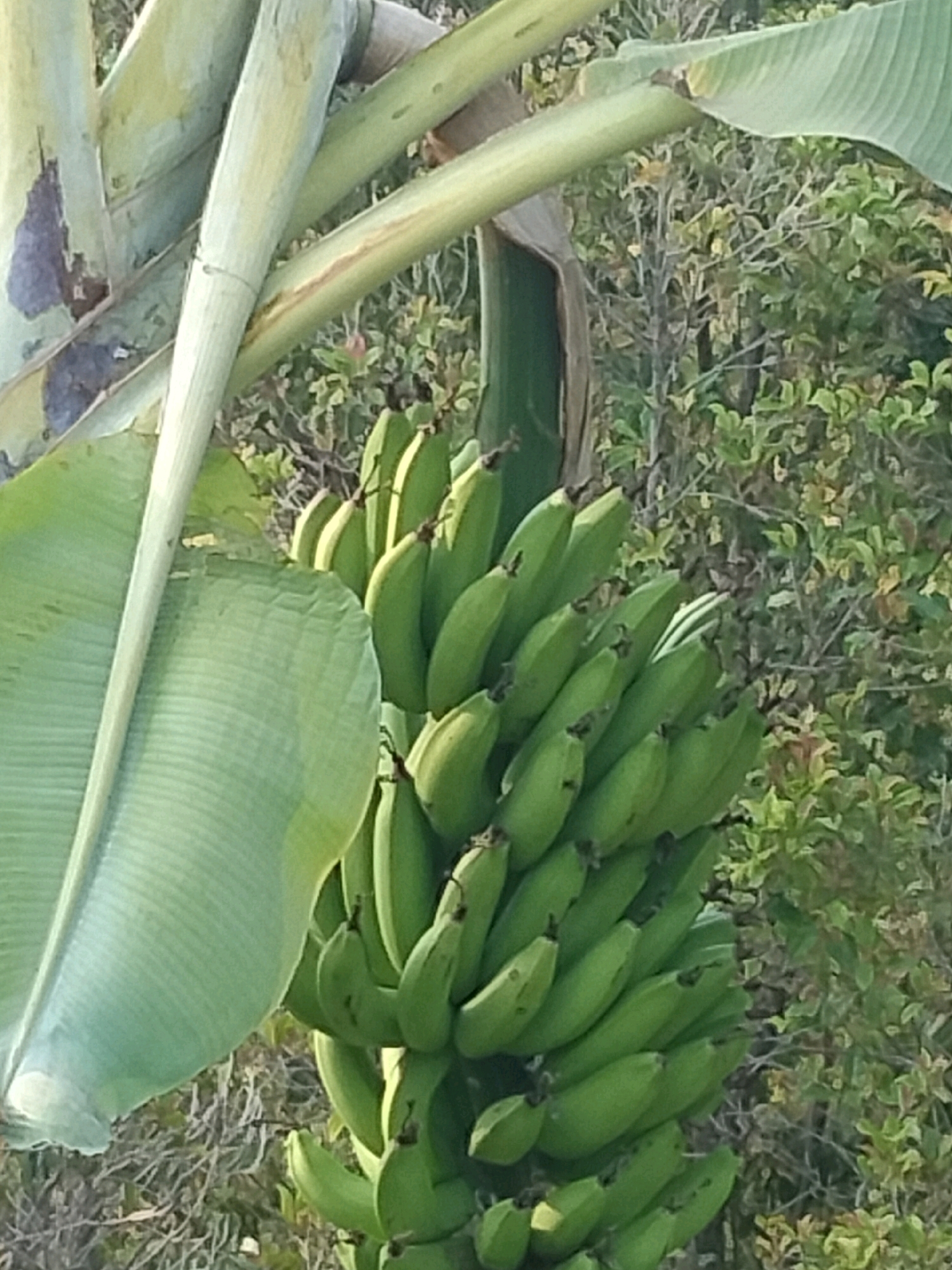 A cluster of unripe green bananas hangs from a banana tree. The bananas are tightly packed in hands, with several hands visible in the image. The leaves of the banana tree are large and green, and some are unfurled while others are rolled. The background consists of dense green foliage and dry shrubbery, suggesting an outdoor, possibly rural, environment. The image is taken at close range, focusing on the bananas and the immediate surrounding vegetation.